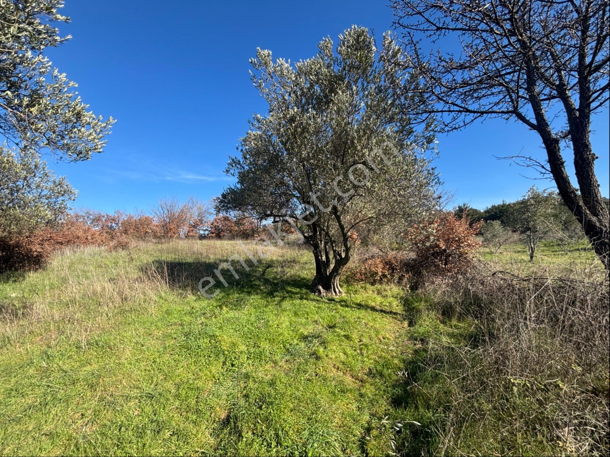 Satılık 4000 M² Zeytinli Tarla - Görsel 15