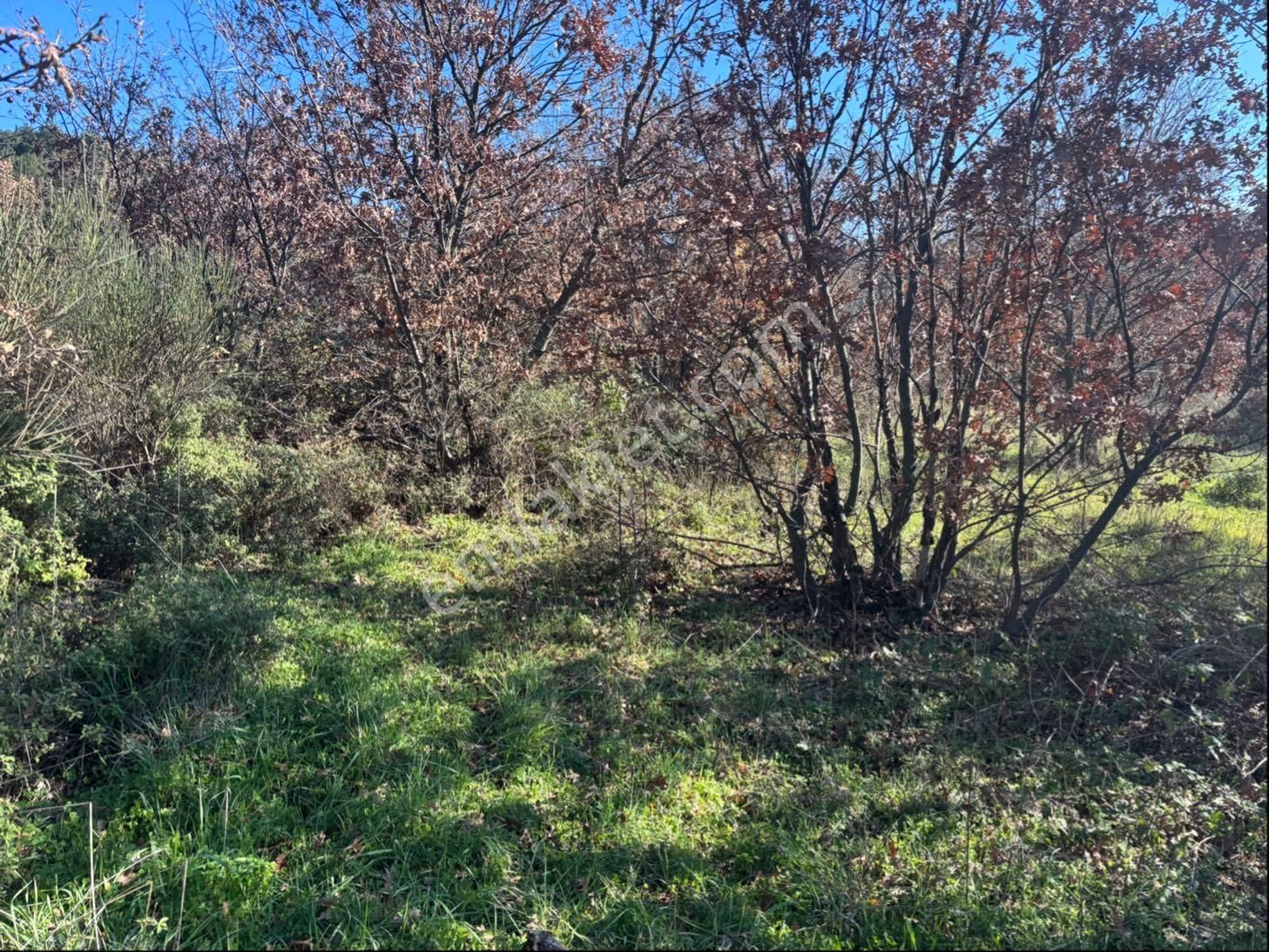 Satılık 4000 M² Zeytinli Tarla - Görsel 6