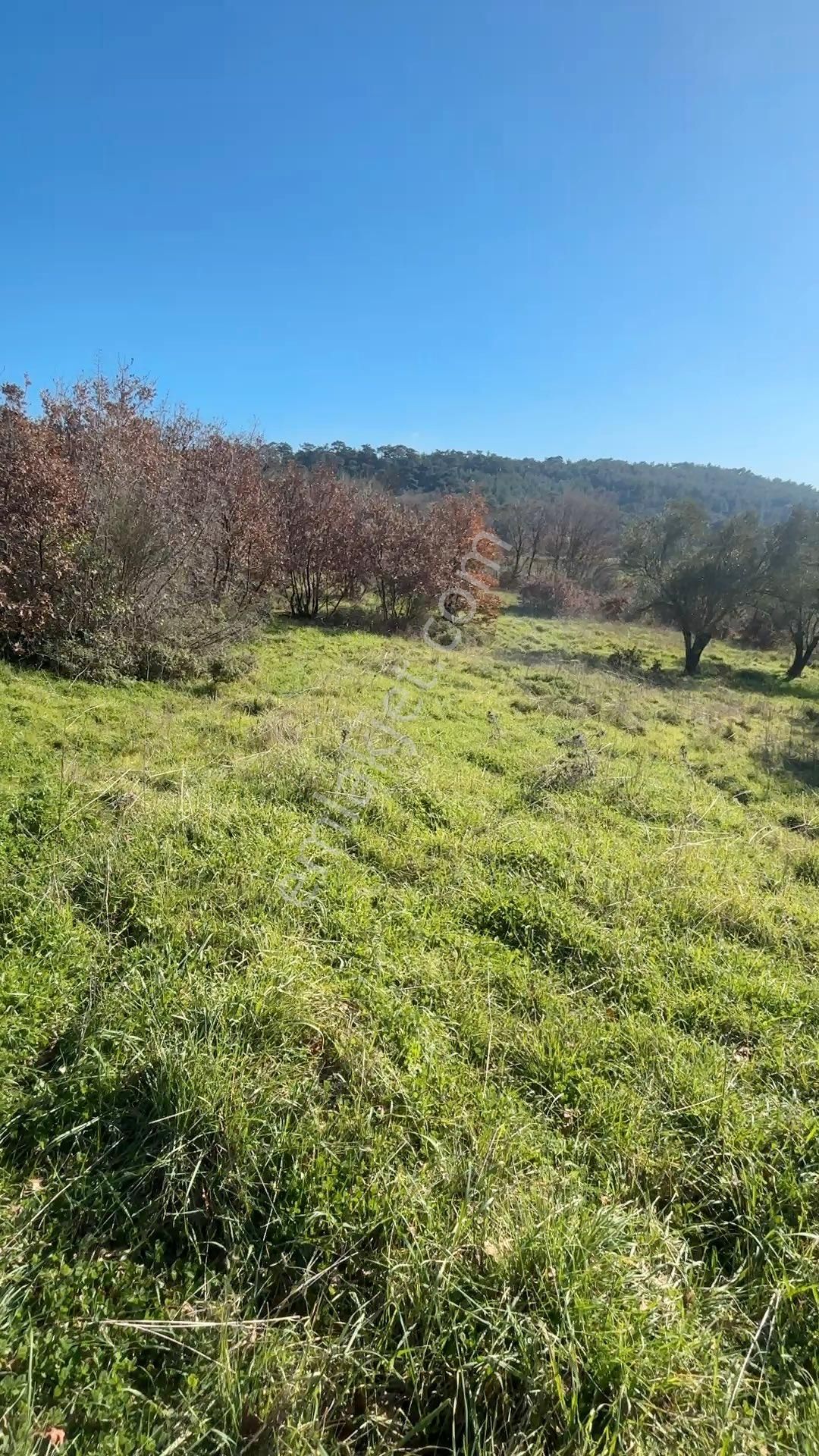 Satılık 4000 M² Zeytinli Tarla - Görsel 5