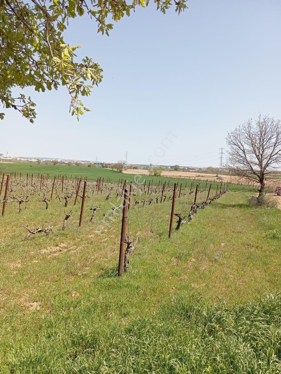 Emlakyap Tan Kırklareli Kızılcıkdere De Bağ Yeri - Görsel 8