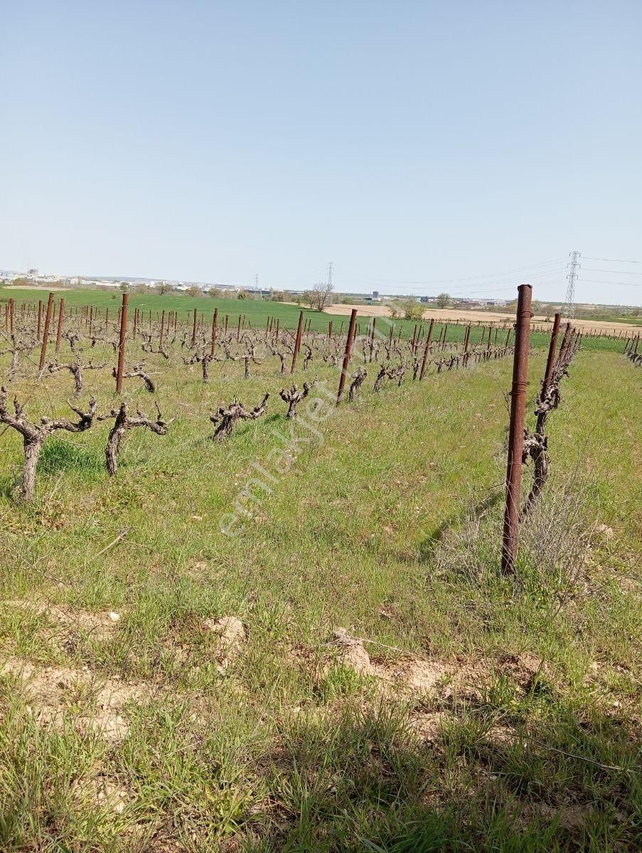 Emlakyap Tan Kırklareli Kızılcıkdere De Bağ Yeri - Görsel 19