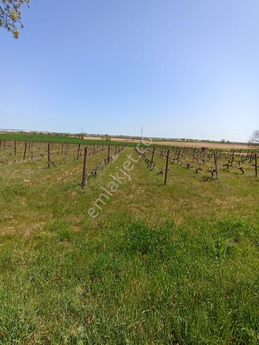 Emlakyap Tan Kırklareli Kızılcıkdere De Bağ Yeri - Görsel 21