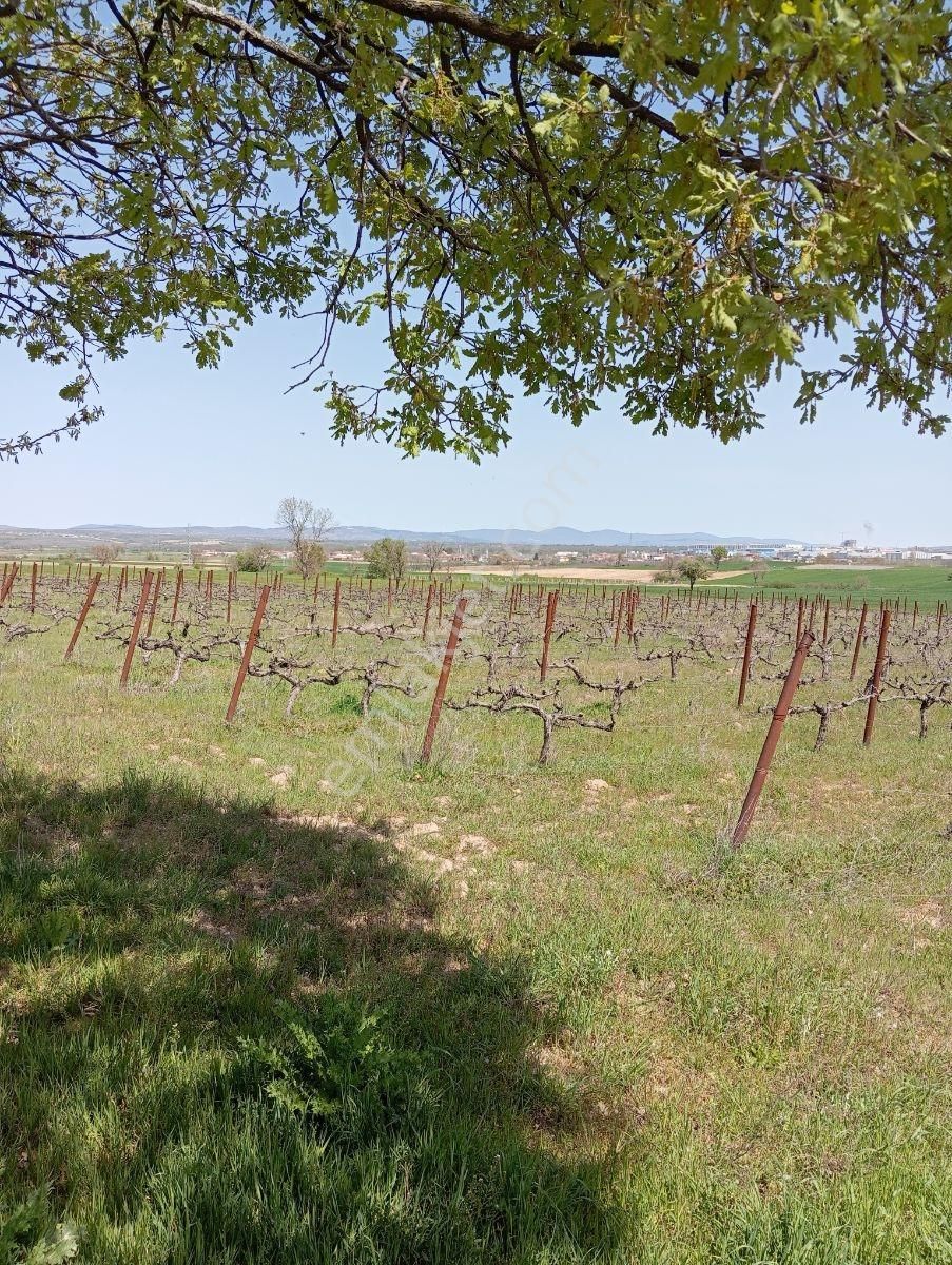 Emlakyap Tan Kırklareli Kızılcıkdere De Bağ Yeri - Görsel 4