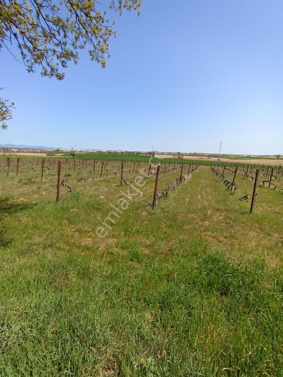 Emlakyap Tan Kırklareli Kızılcıkdere De Bağ Yeri - Görsel 17