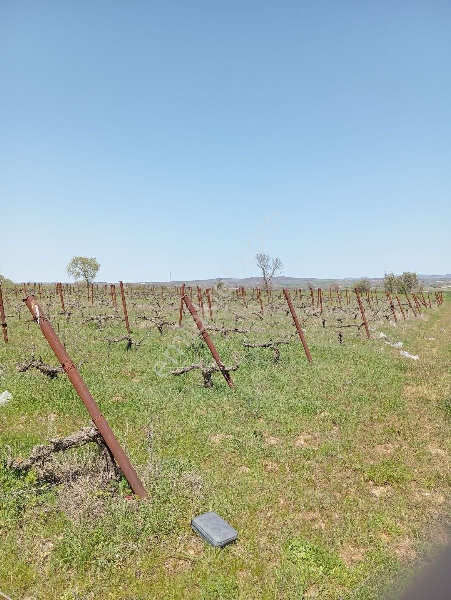 Emlakyap Tan Kırklareli Kızılcıkdere De Bağ Yeri - Görsel 7