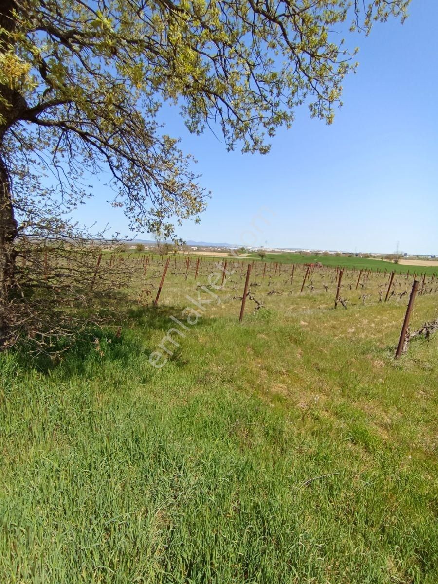 Emlakyap Tan Kırklareli Kızılcıkdere De Bağ Yeri - Görsel 24