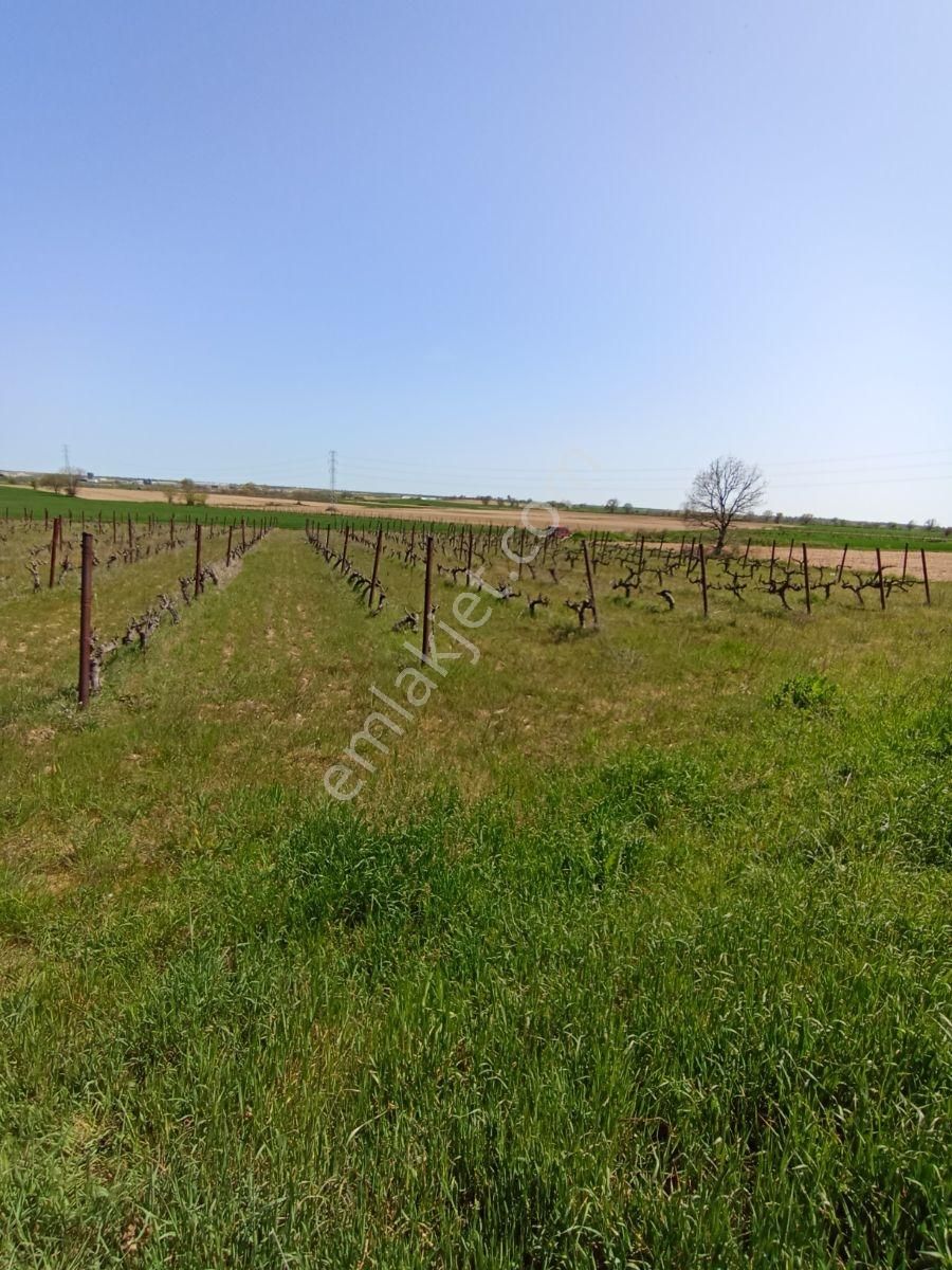 Emlakyap Tan Kırklareli Kızılcıkdere De Bağ Yeri - Görsel 25