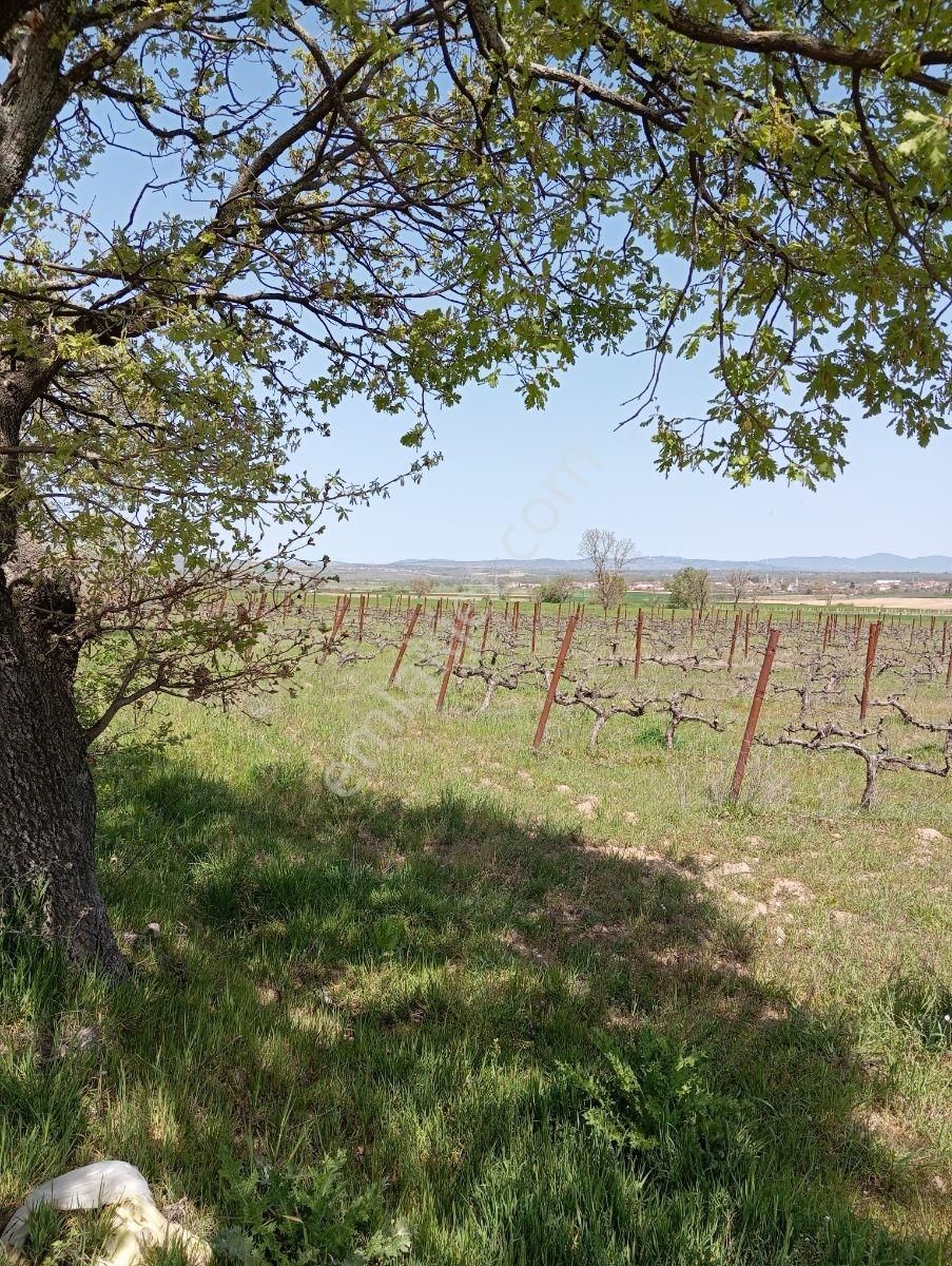 Emlakyap Tan Kırklareli Kızılcıkdere De Bağ Yeri - Görsel 16