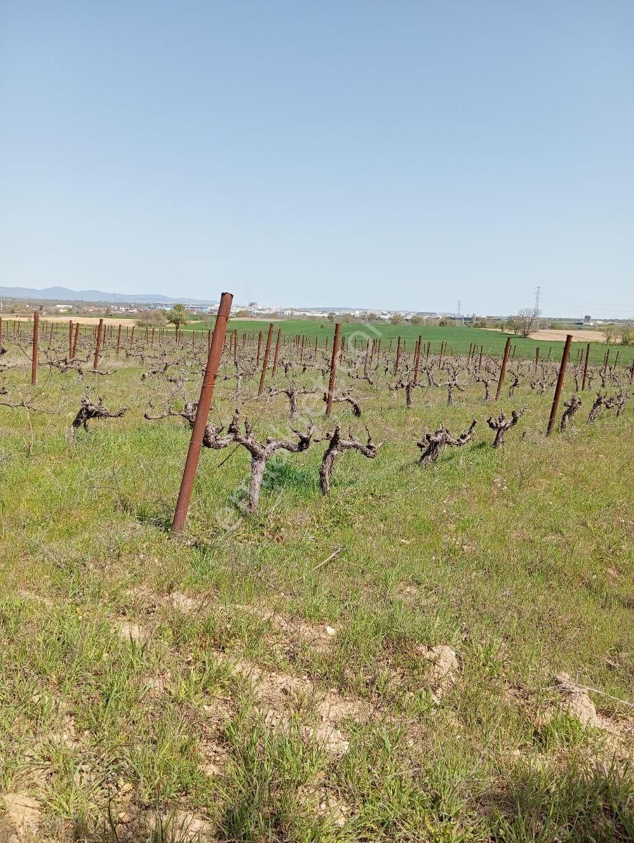 Emlakyap Tan Kırklareli Kızılcıkdere De Bağ Yeri - Görsel 9