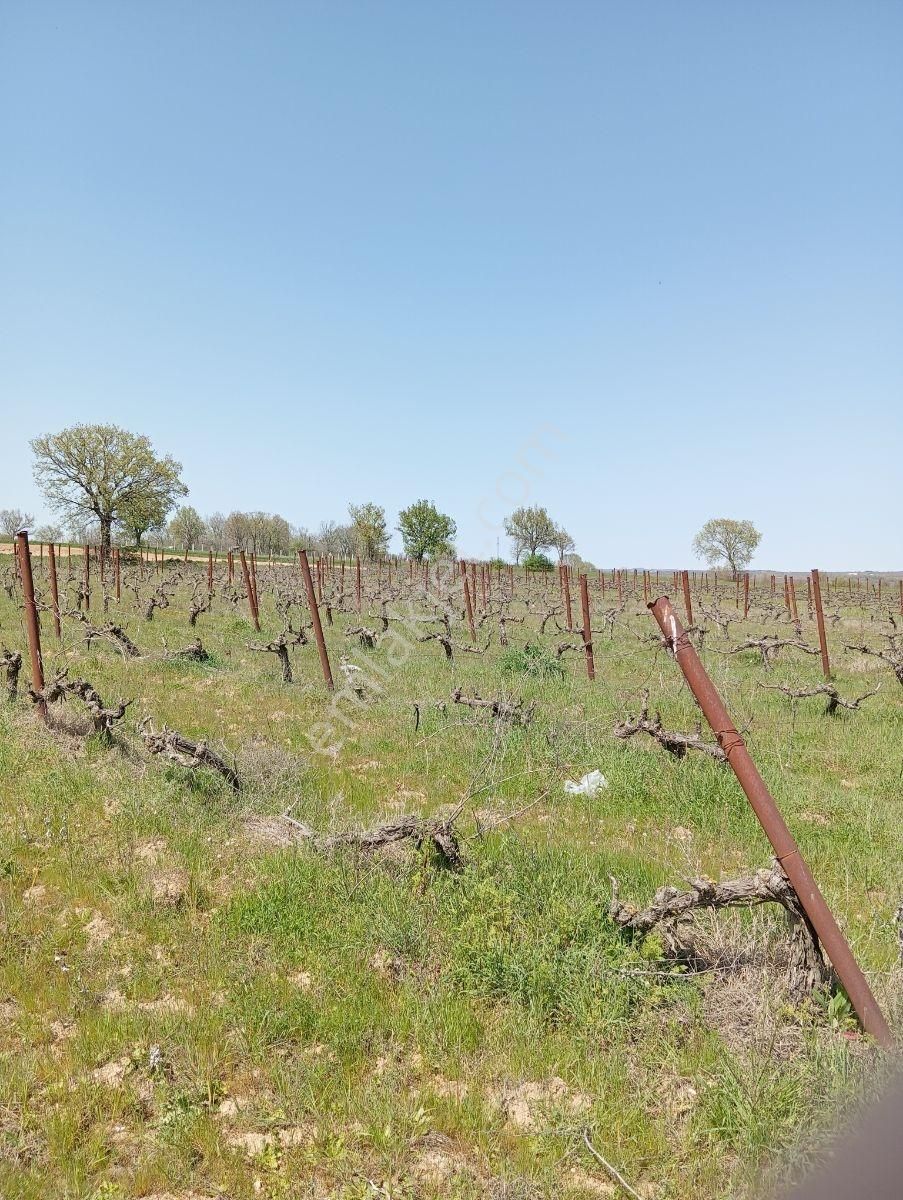 Emlakyap Tan Kırklareli Kızılcıkdere De Bağ Yeri - Görsel 3