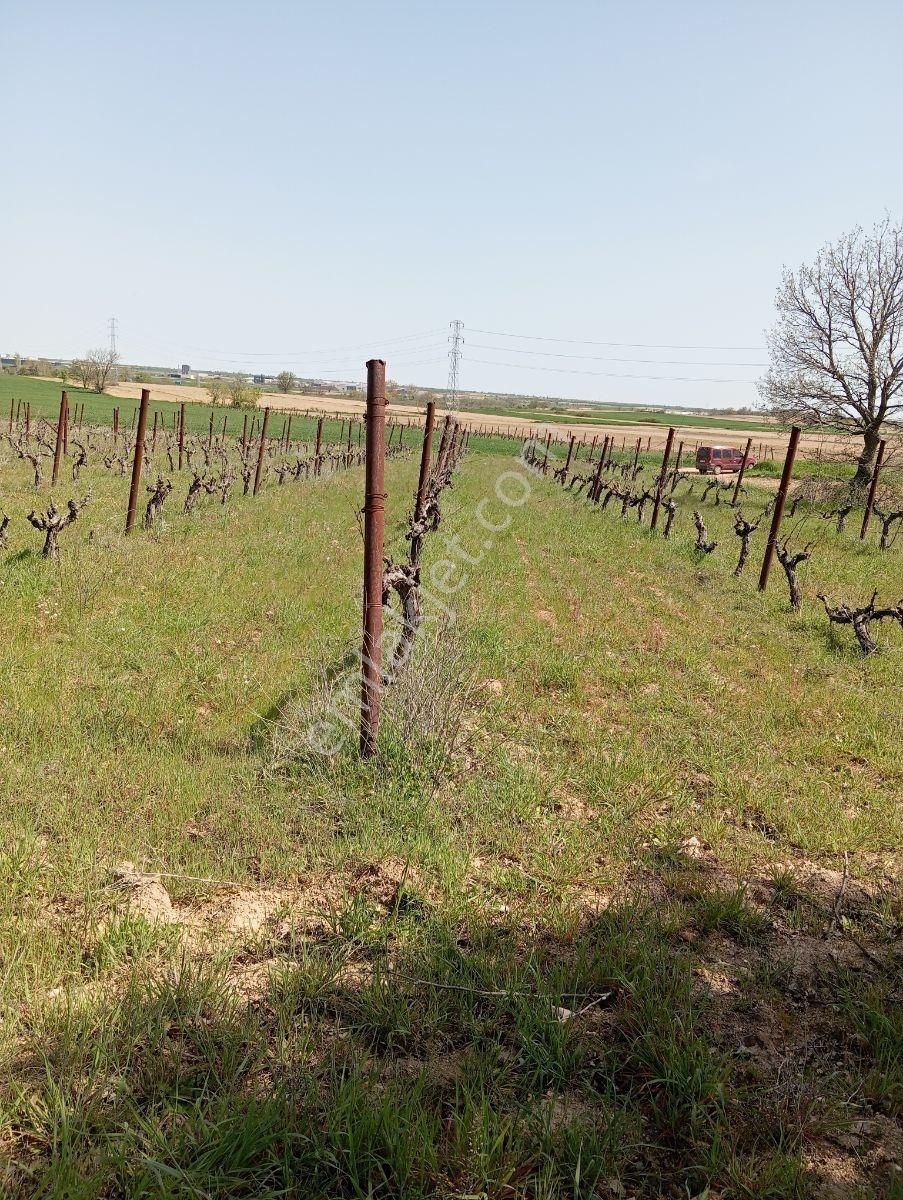 Emlakyap Tan Kırklareli Kızılcıkdere De Bağ Yeri - Görsel 11