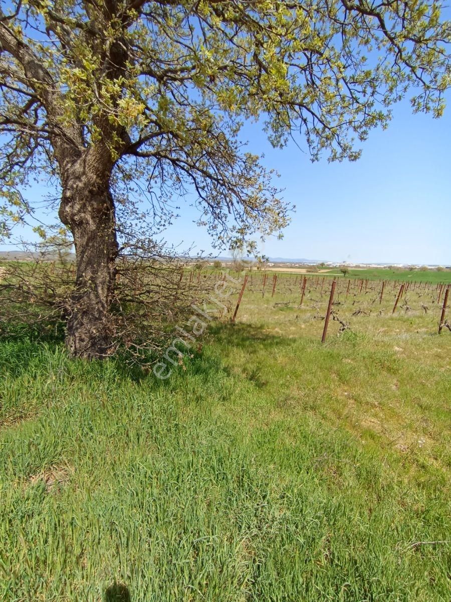 Emlakyap Tan Kırklareli Kızılcıkdere De Bağ Yeri - Görsel 26