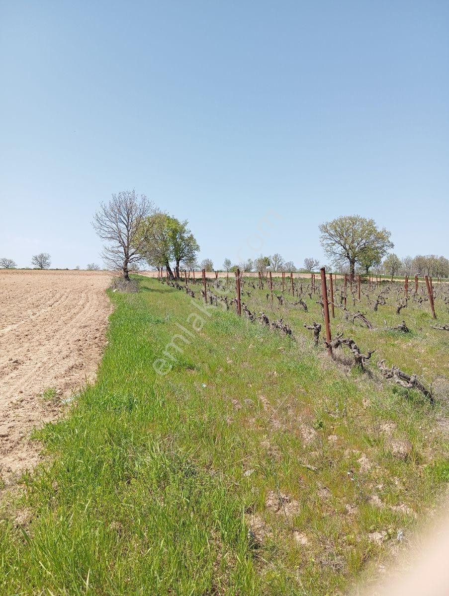 Emlakyap Tan Kırklareli Kızılcıkdere De Bağ Yeri - Görsel 14