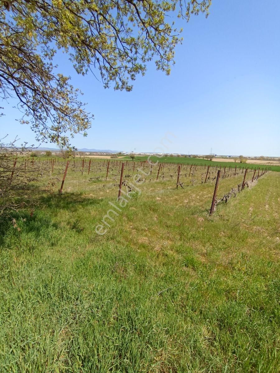 Emlakyap Tan Kırklareli Kızılcıkdere De Bağ Yeri - Görsel 22