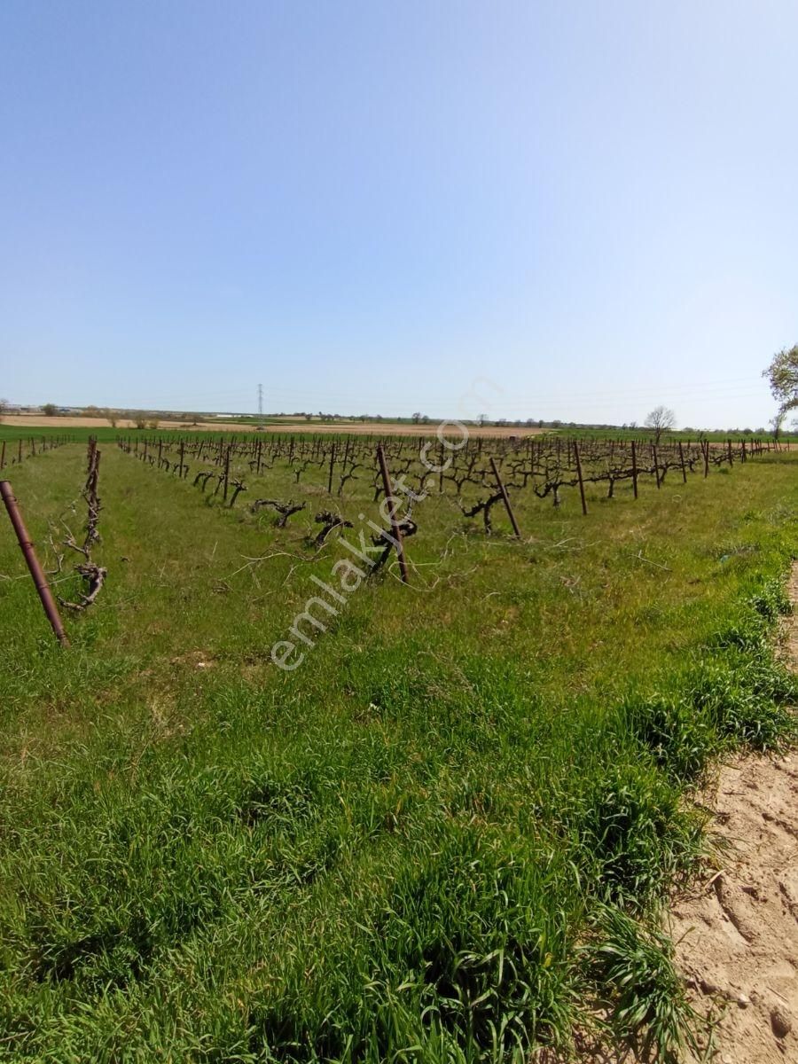 Emlakyap Tan Kırklareli Kızılcıkdere De Bağ Yeri - Görsel 28