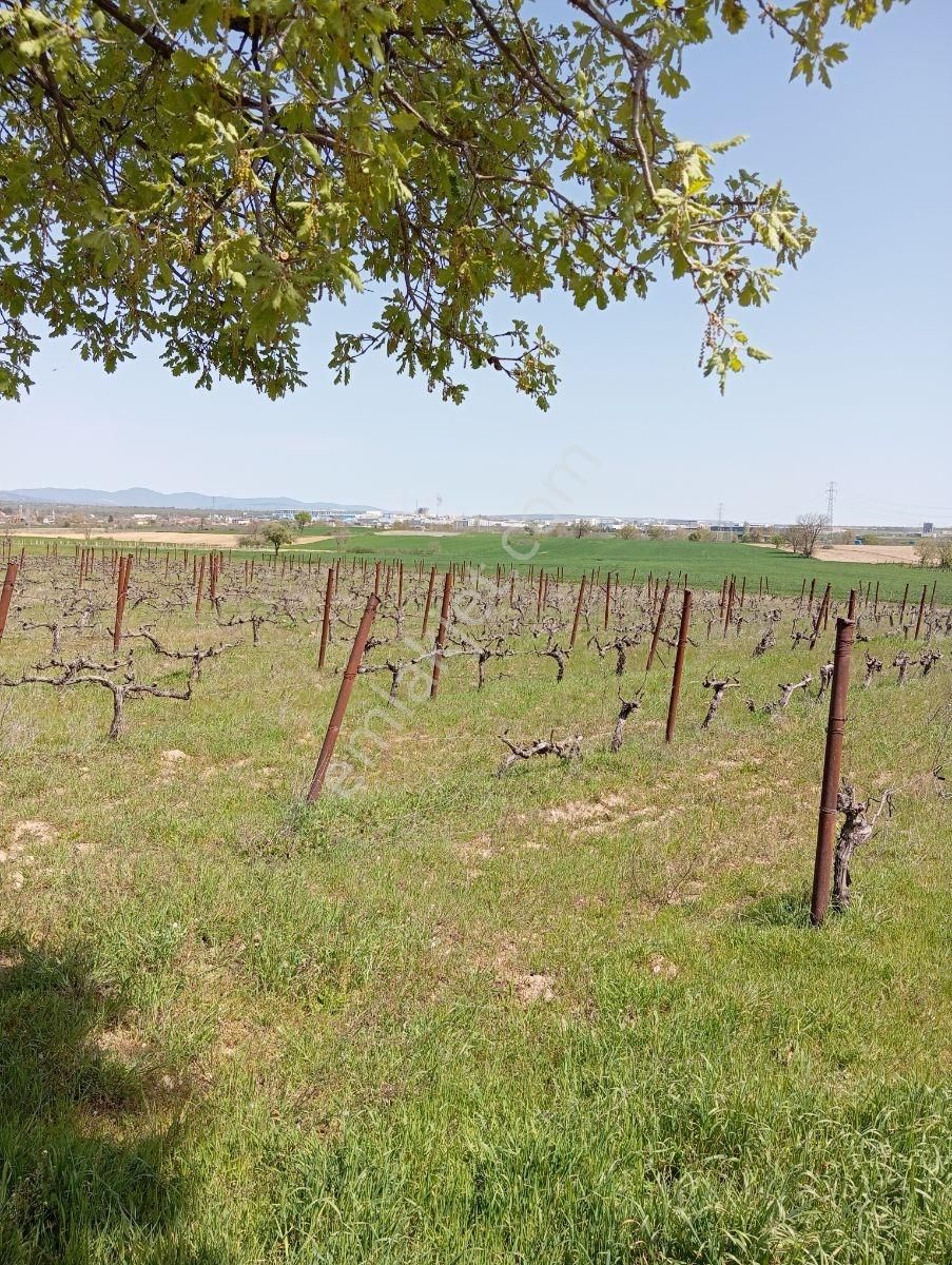 Emlakyap Tan Kırklareli Kızılcıkdere De Bağ Yeri - Görsel 15