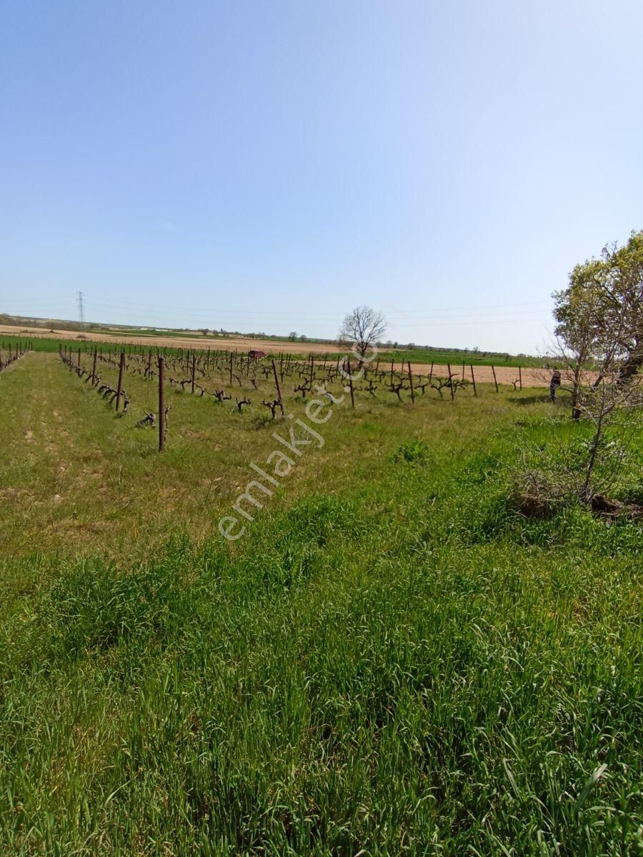 Emlakyap Tan Kırklareli Kızılcıkdere De Bağ Yeri - Görsel 20