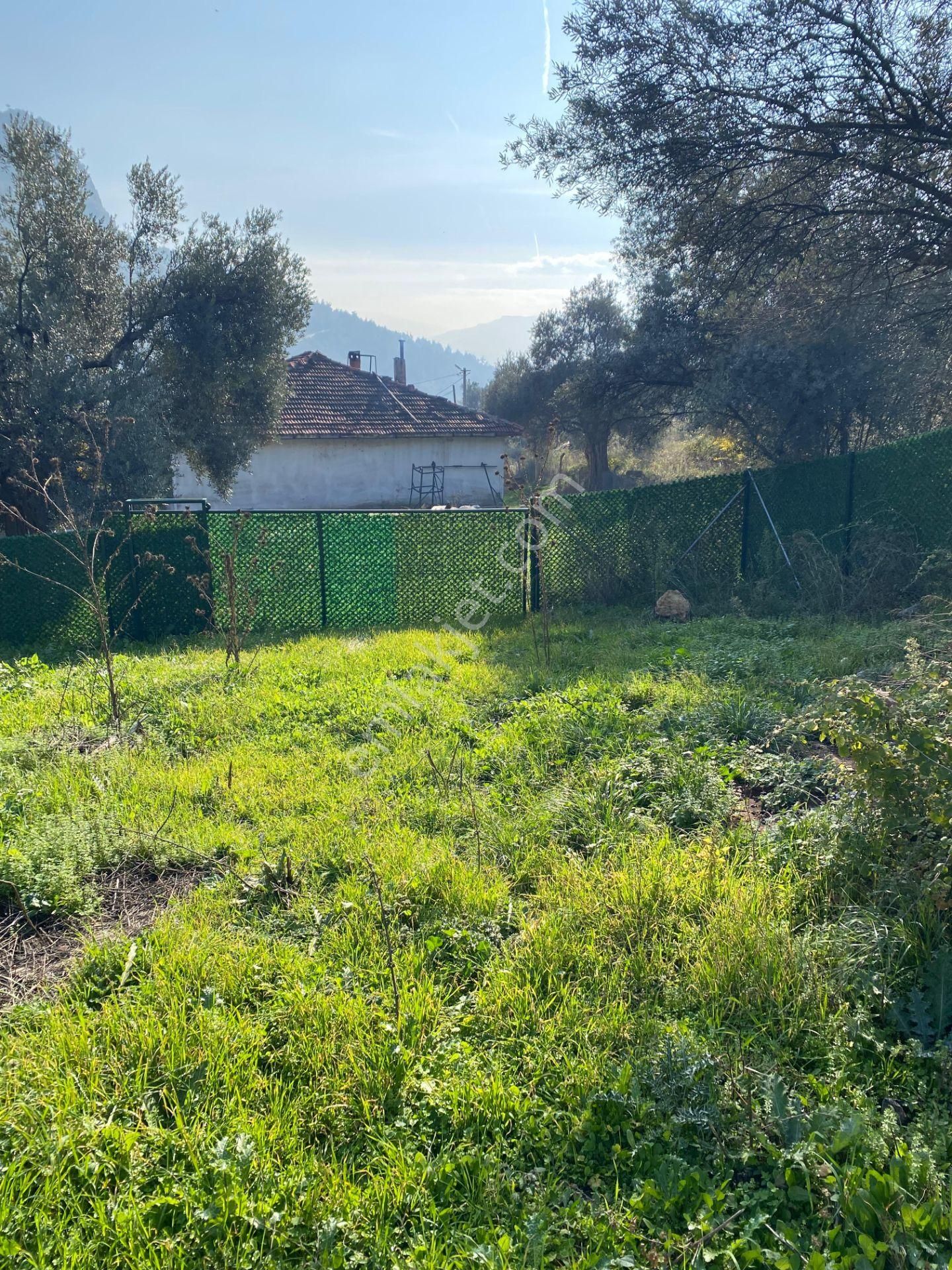Bursa – Kestel / Narlıdere / Köyiçi Mevkii Satılık Zeytinlik - Görsel 6