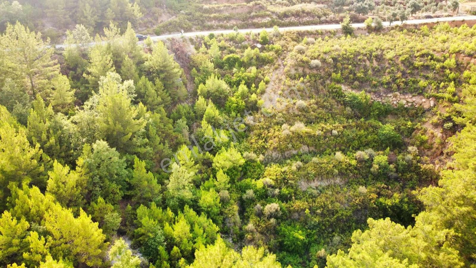 Alanya Üzümlü De 1500 M2 Yola Sıfır Satılık Tarla - Görsel 17