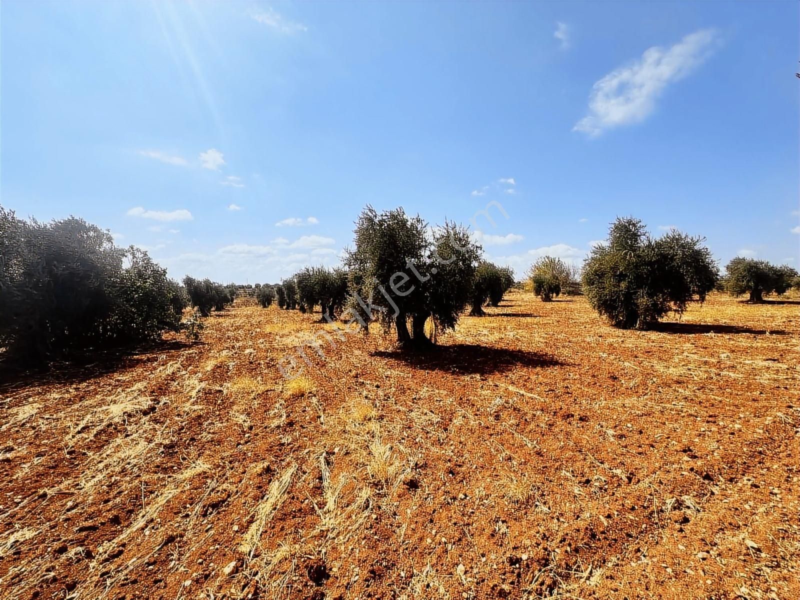 Hadi Gayrimenkulden Gümrük Yoluna Yakın Satılık Bağ Evlik Zeytin - Görsel 8