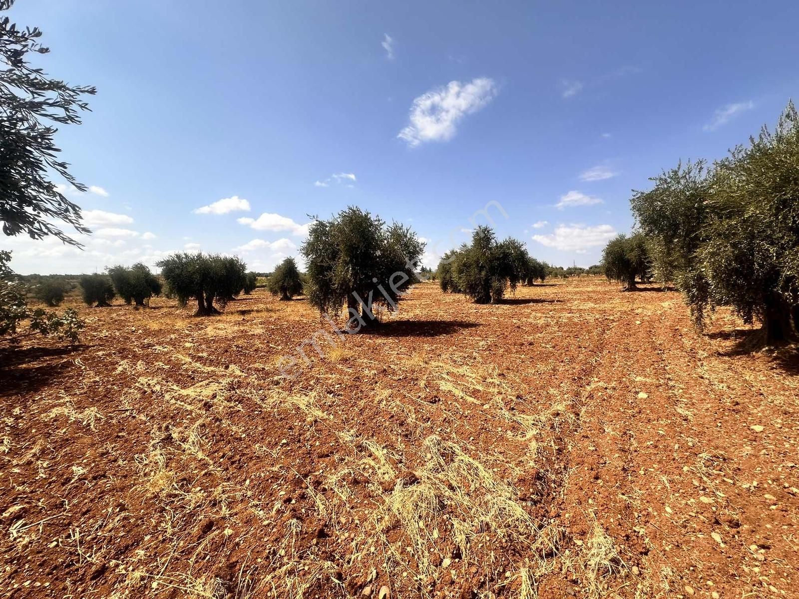 Hadi Gayrimenkulden Gümrük Yoluna Yakın Satılık Bağ Evlik Zeytin - Görsel 2