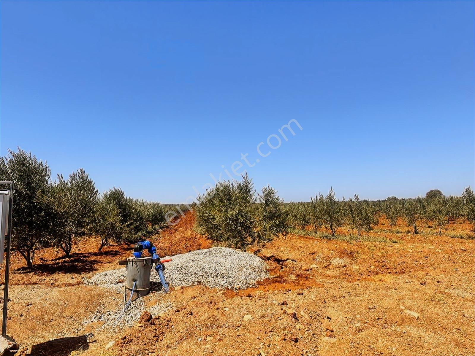 Hadi Gayrimenkulden Şıhmansurda Satılık 3 Parça Zeytinlik - Görsel 2