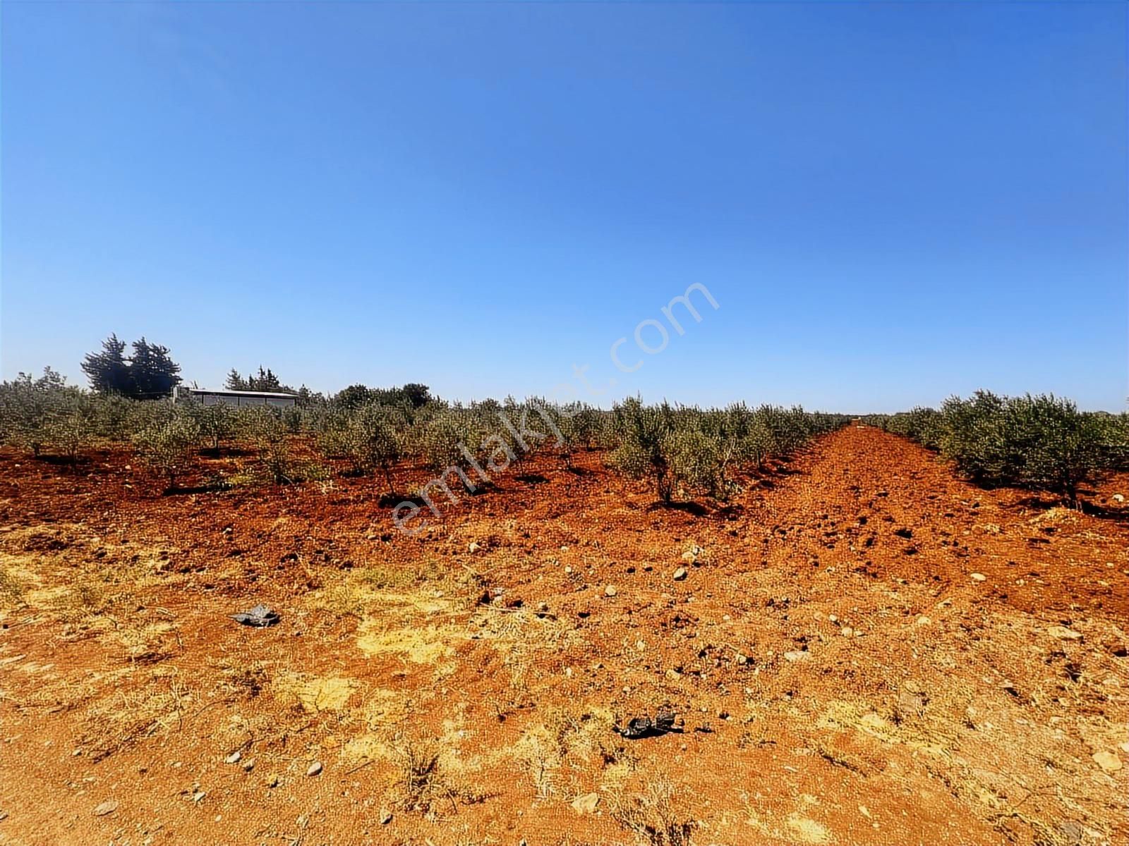 Hadi Gayrimenkulden Şıhmansurda Satılık 3 Parça Zeytinlik - Görsel 7