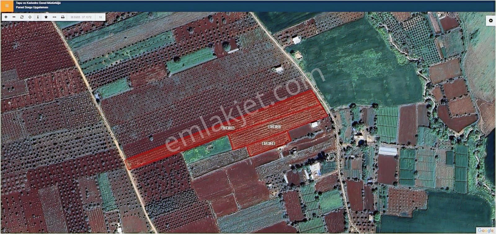 Hadi Gayrimenkulden Şıhmansurda Satılık 3 Parça Zeytinlik - Görsel 3