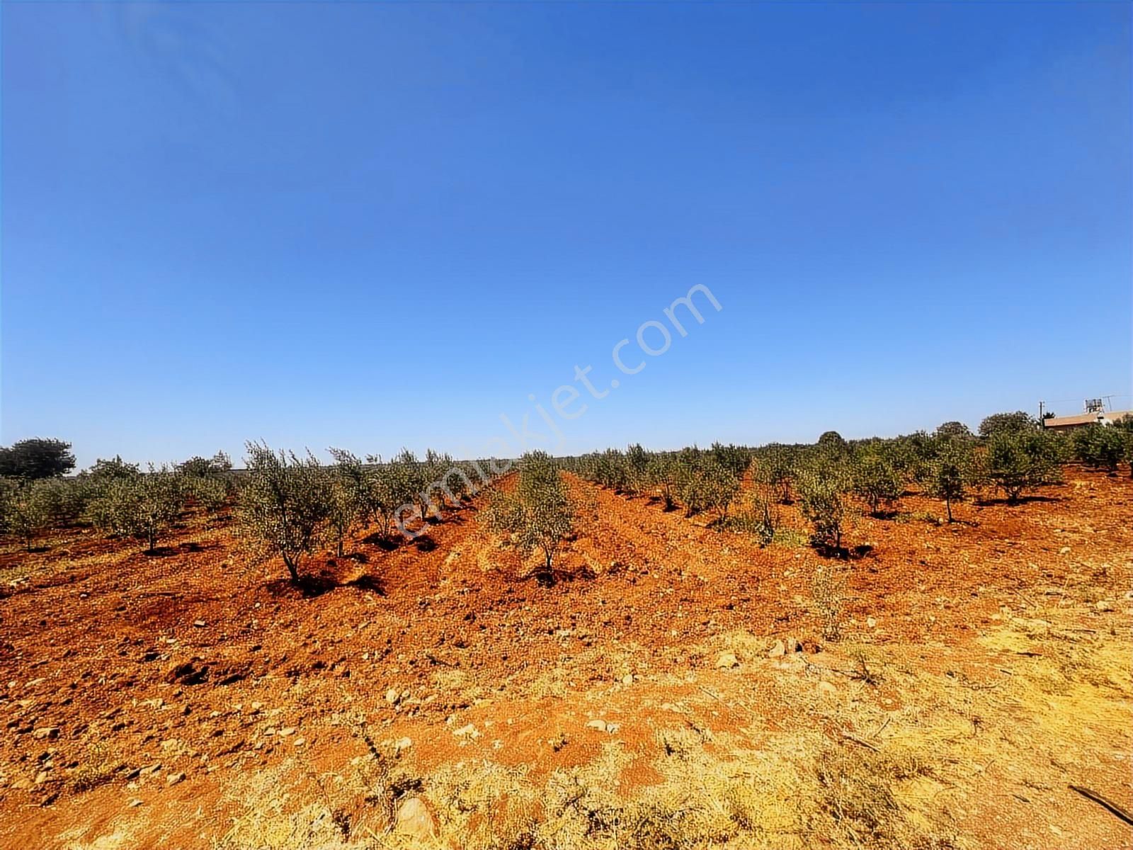 Hadi Gayrimenkulden Şıhmansurda Satılık 3 Parça Zeytinlik - Görsel 5