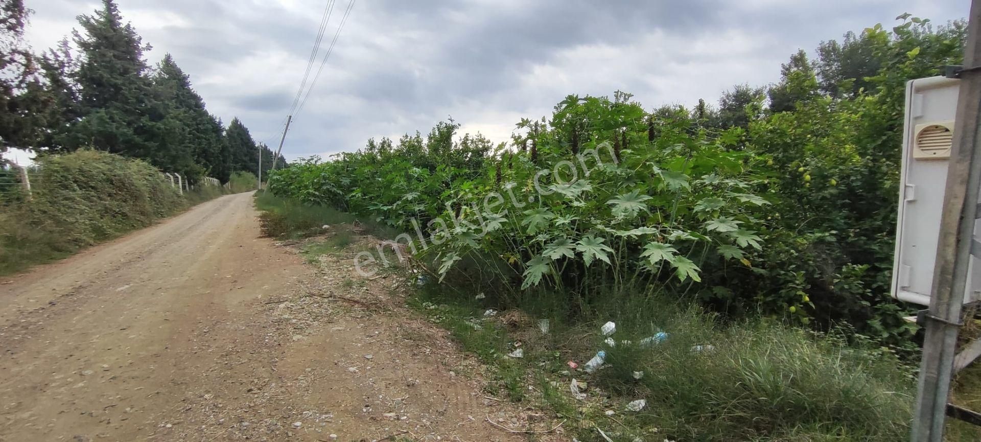 Muğla Ortaca Fevziye De Denize Yakın Müstakil Tapulu 6.200 M2 Bahçe Satılık