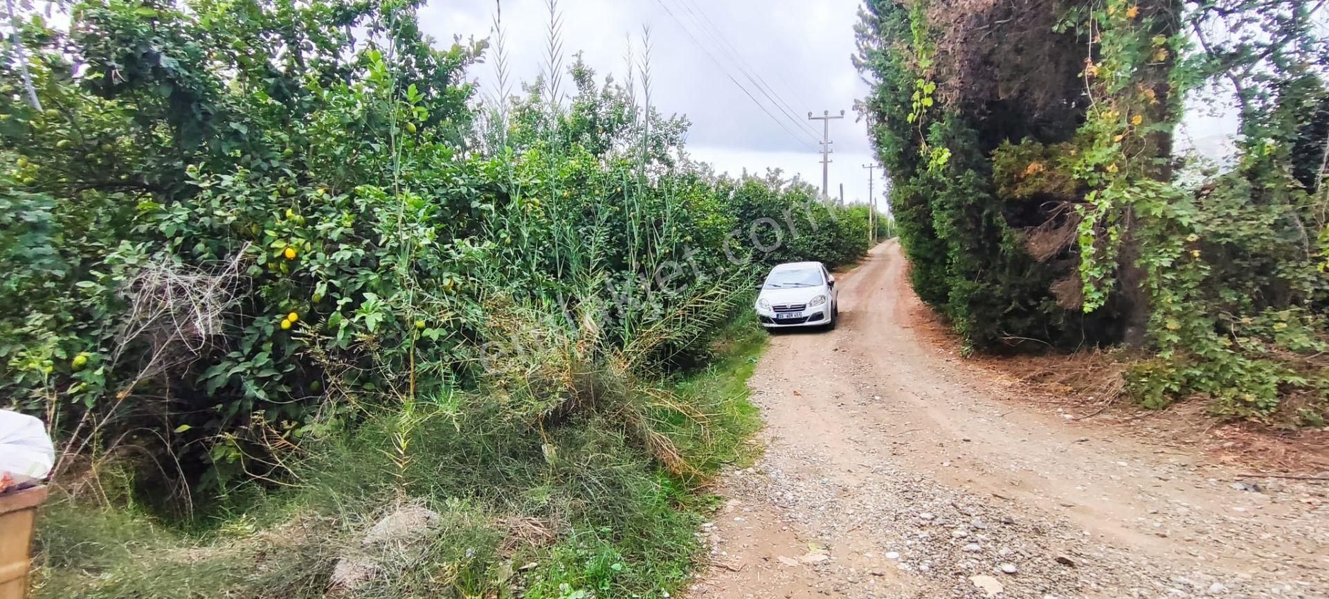 Muğla Ortaca Fevziye De Denize Yakın Müstakil Tapulu 6.200 M2 Bahçe Satılık - Görsel 3