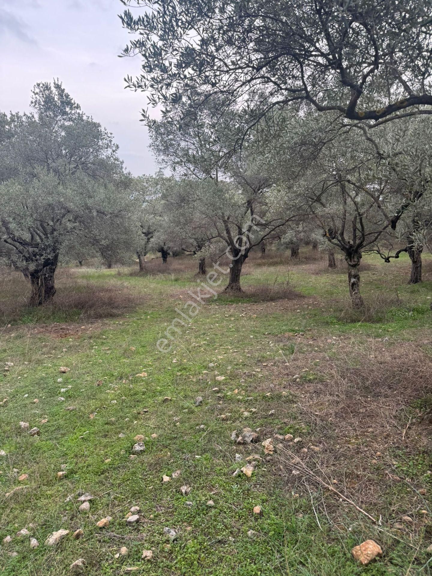 Ortaklar Havutçuluda Yatırımlık Ve Kullanıma Uygun Zeytinlik - Görsel 4