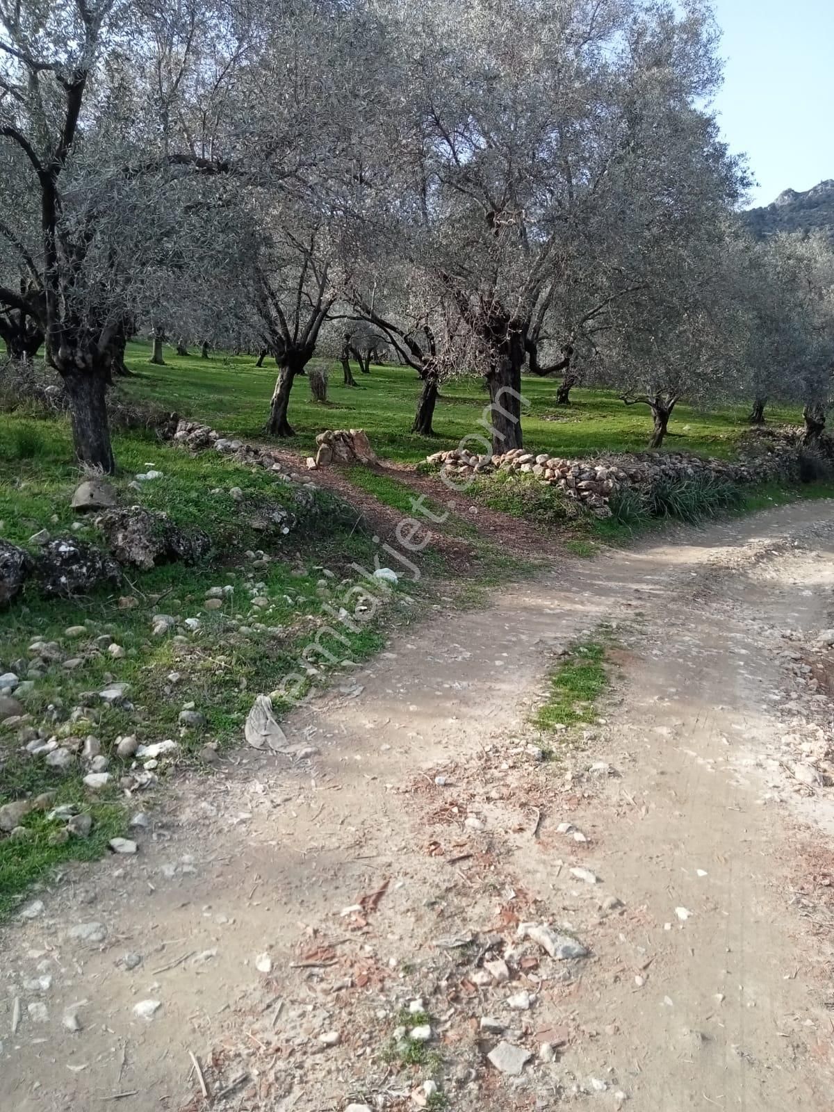 Ortaklar Havutçuluda Yatırımlık Ve Kullanıma Uygun Zeytinlik - Görsel 2