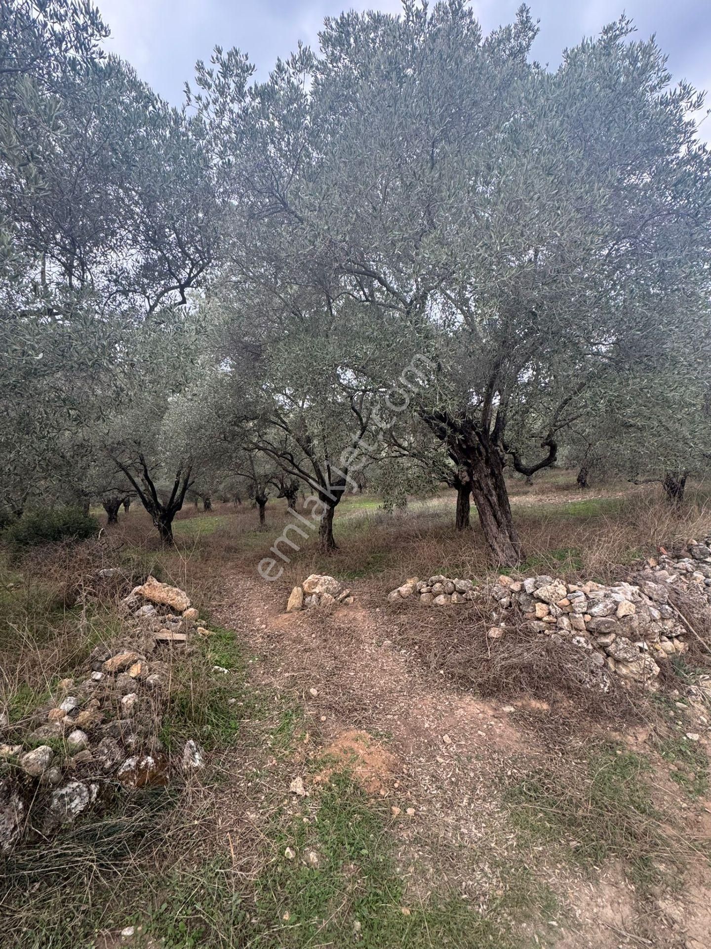 Ortaklar Havutçuluda Yatırımlık Ve Kullanıma Uygun Zeytinlik