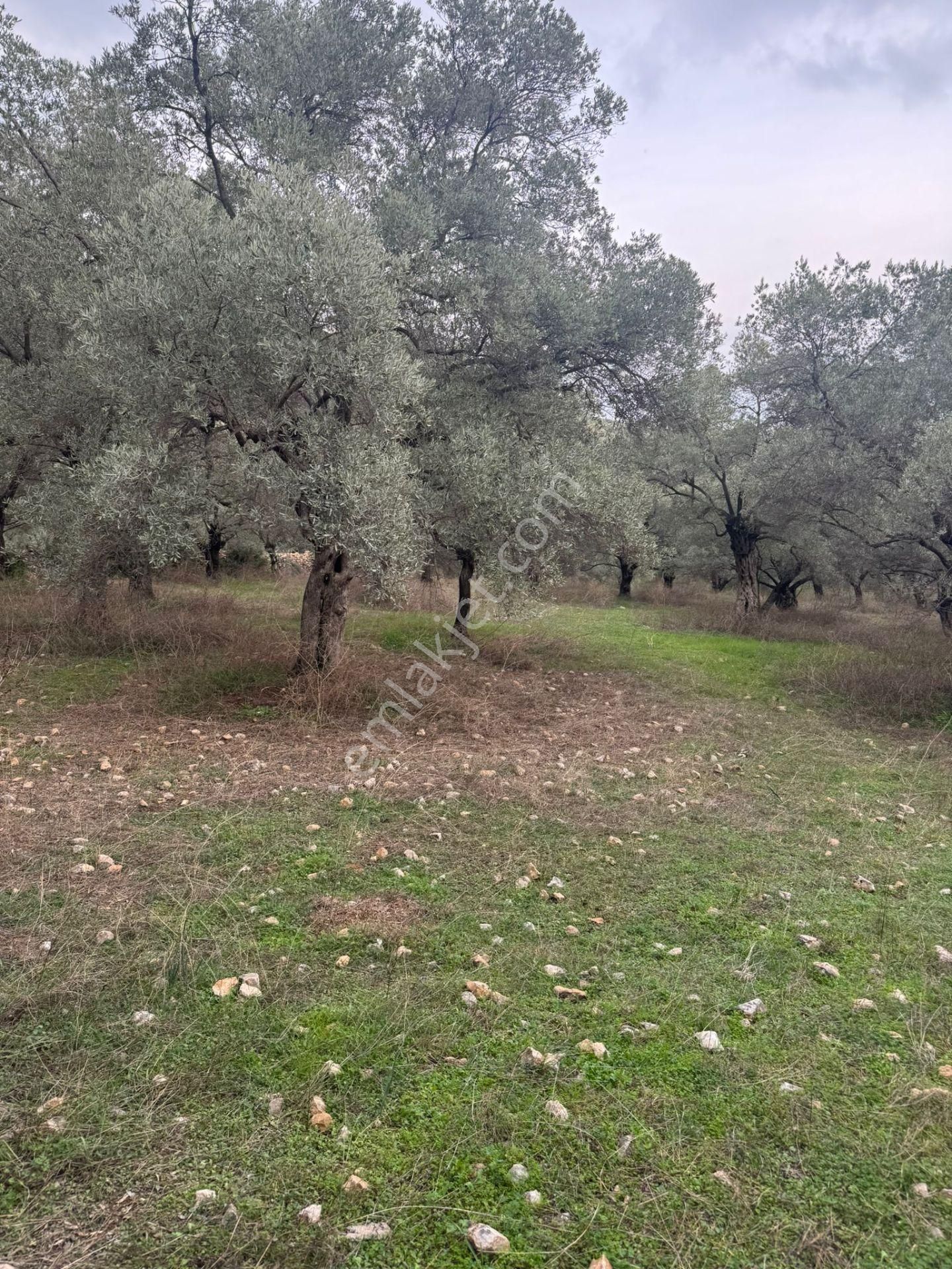 Ortaklar Havutçuluda Yatırımlık Ve Kullanıma Uygun Zeytinlik - Görsel 7