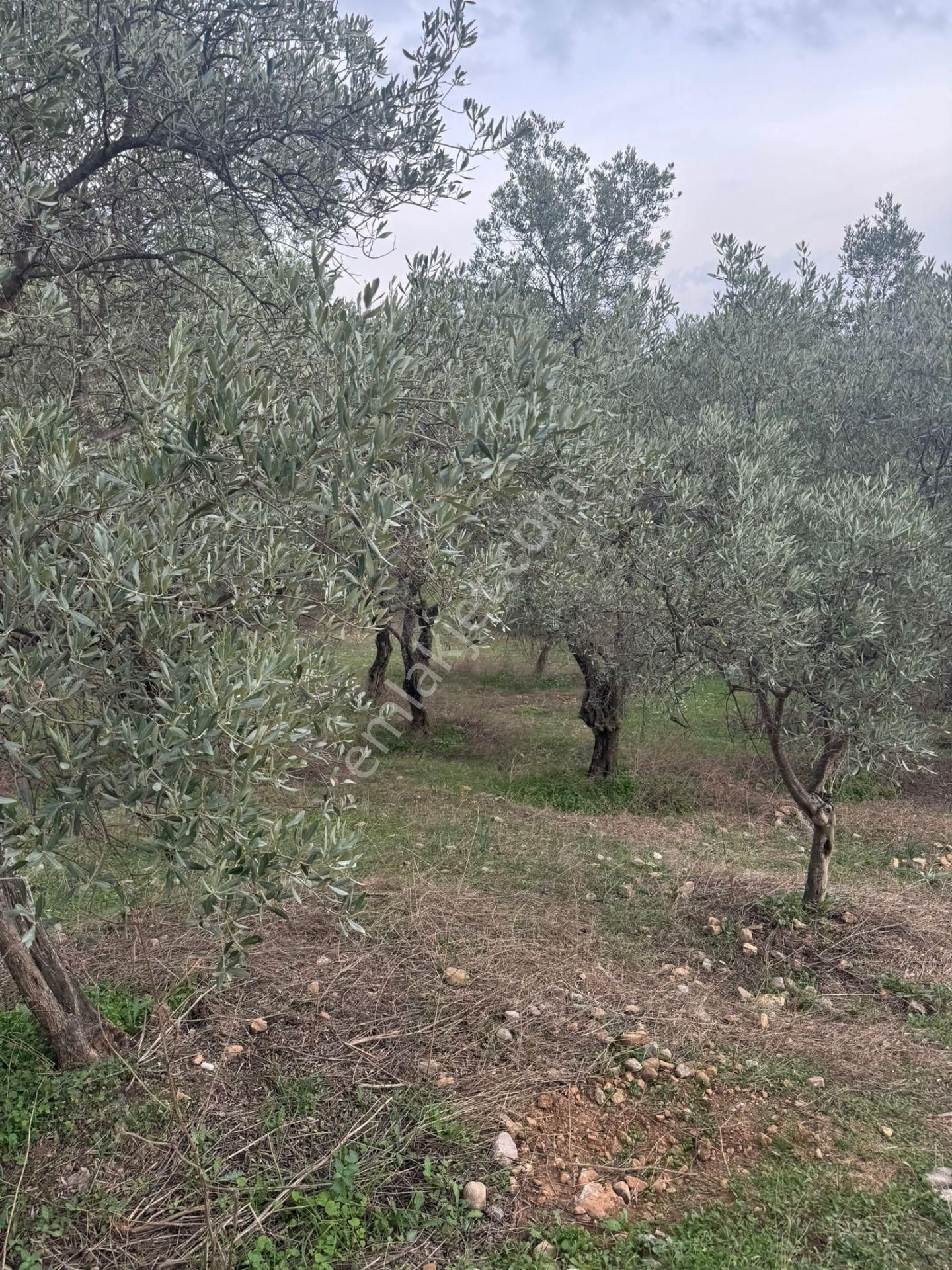 Ortaklar Havutçuluda Yatırımlık Ve Kullanıma Uygun Zeytinlik - Görsel 11