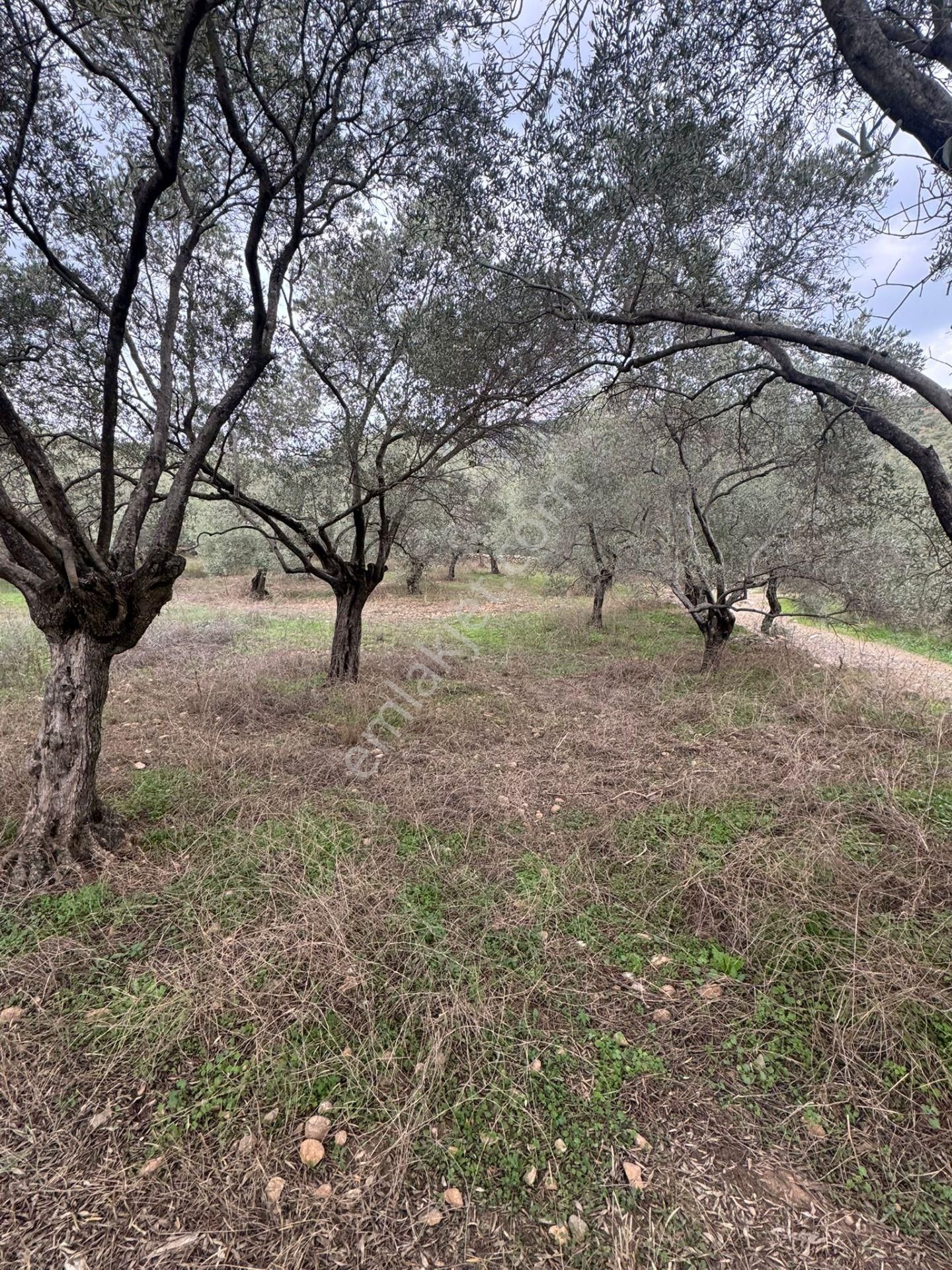 Ortaklar Havutçuluda Yatırımlık Ve Kullanıma Uygun Zeytinlik - Görsel 5