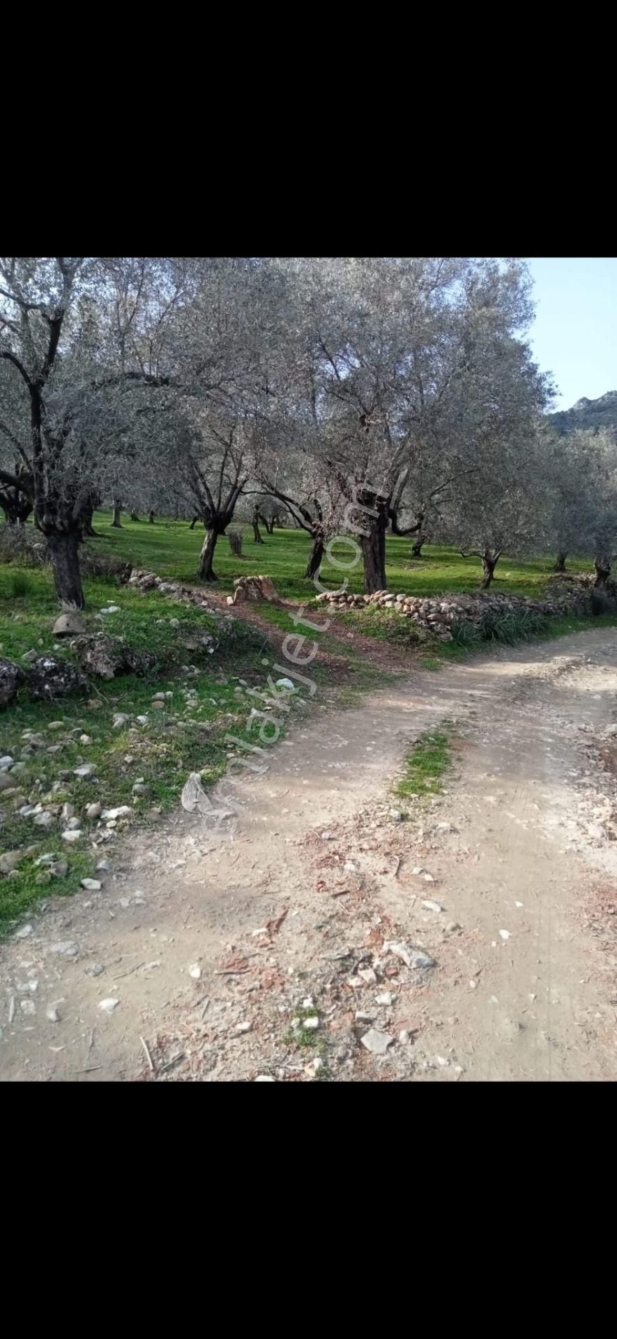 Ortaklar Havutçuluda Yatırımlık Ve Kullanıma Uygun Zeytinlik - Görsel 9