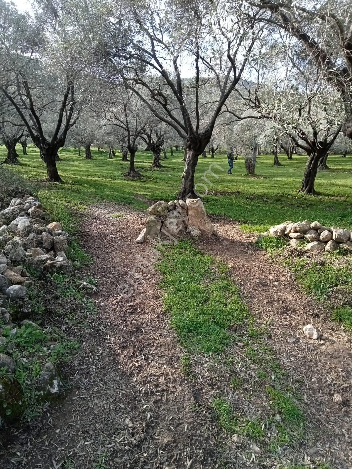 Ortaklar Havutçuluda Yatırımlık Ve Kullanıma Uygun Zeytinlik - Görsel 3