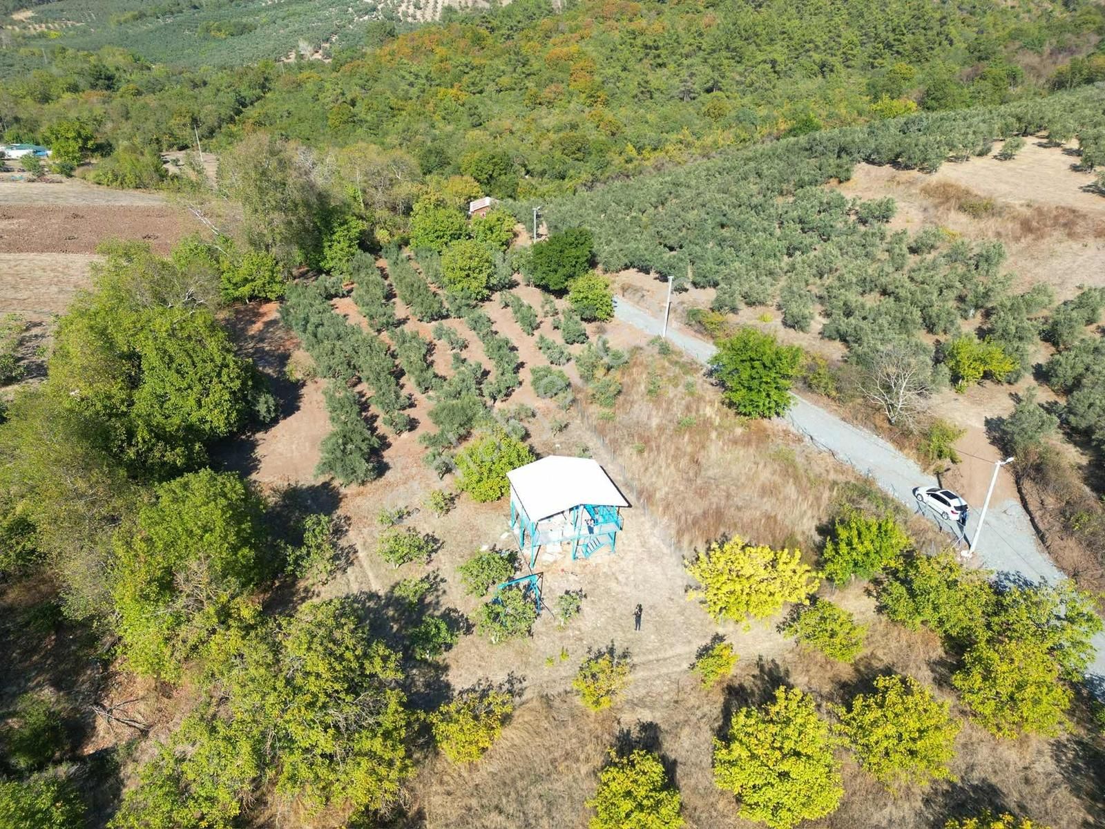 Mudanya Dereköy'de Doğayla İç İçe Bağ Evi Ve Meyve Bahçesi - Görsel 8