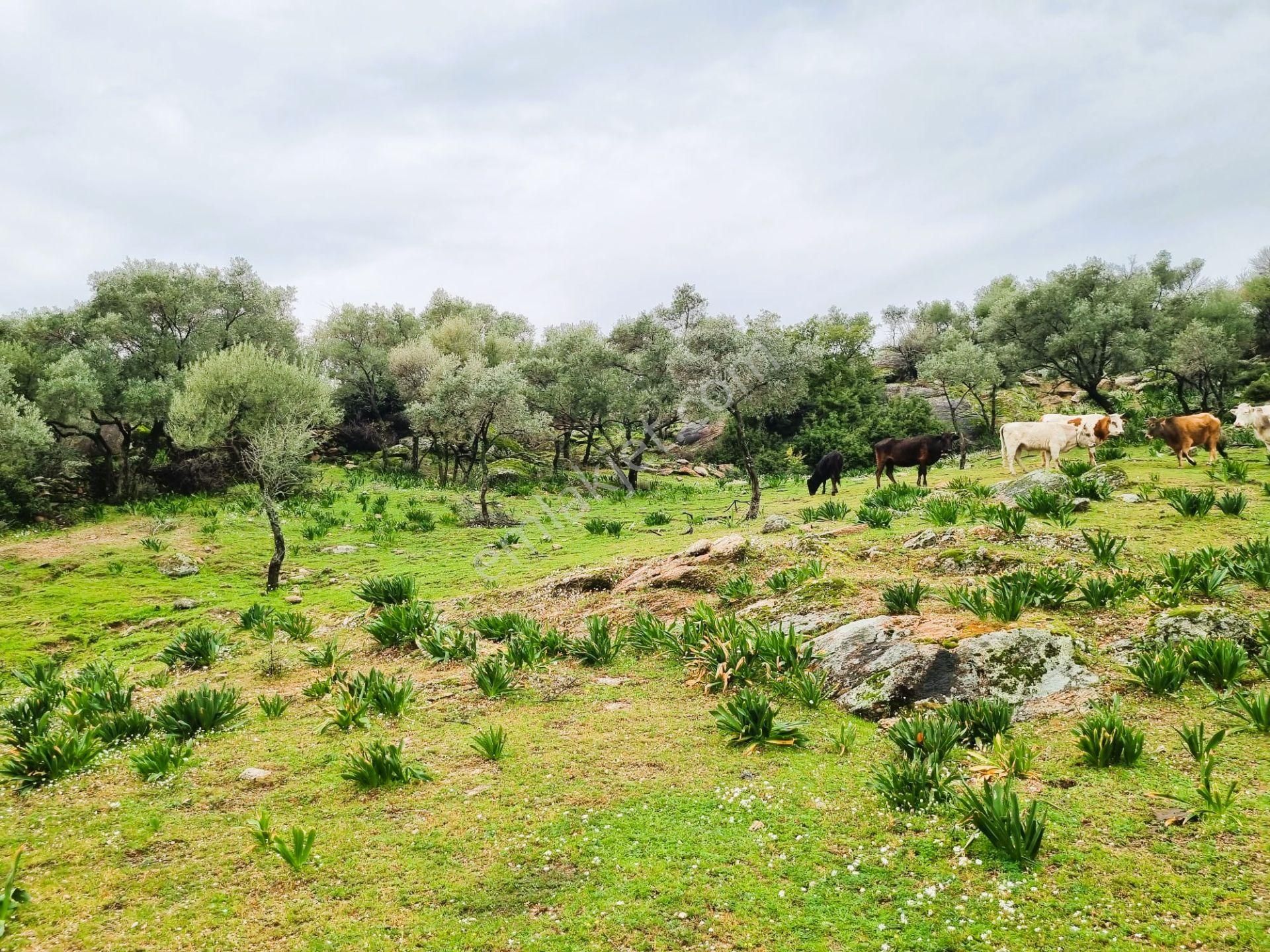 Milas Çomakdağ 17 Dönüm Zeytnlık - Görsel 15