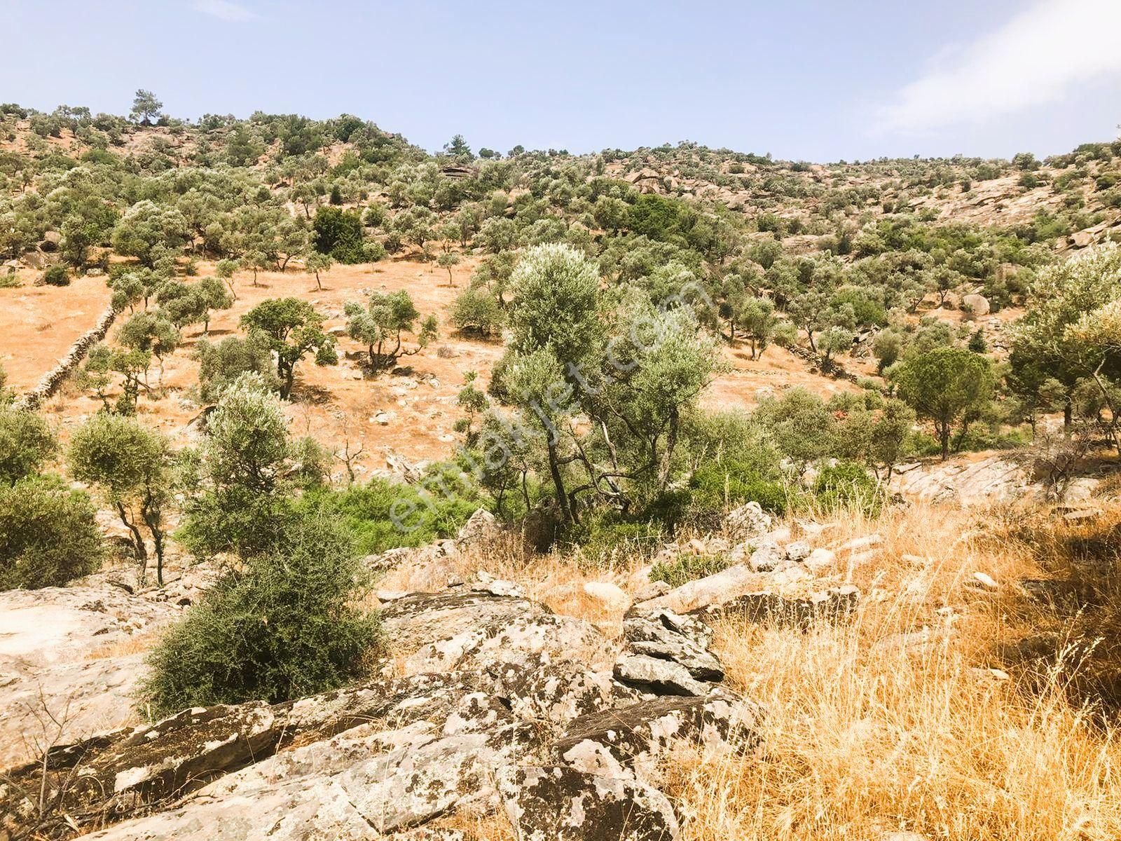 Milas Çomakdağ 17 Dönüm Zeytnlık - Görsel 9