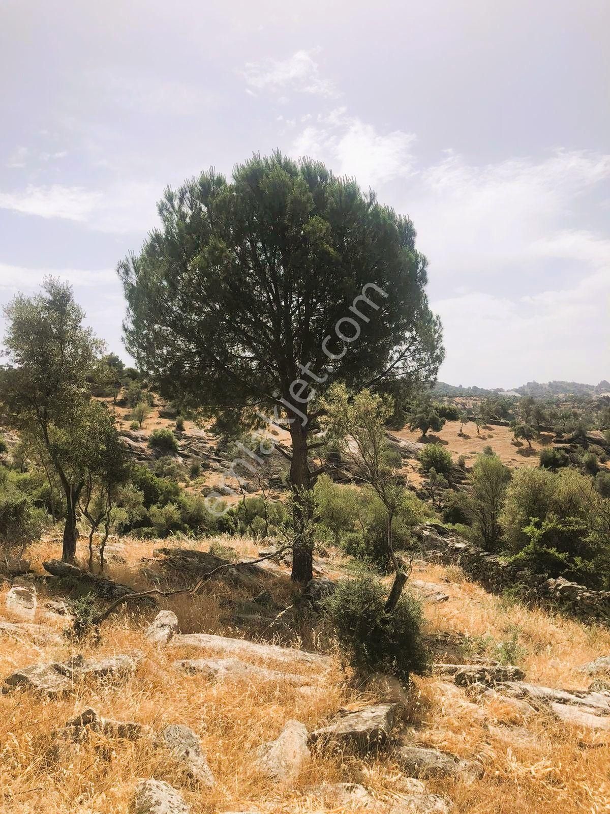 Milas Çomakdağ 17 Dönüm Zeytnlık - Görsel 3