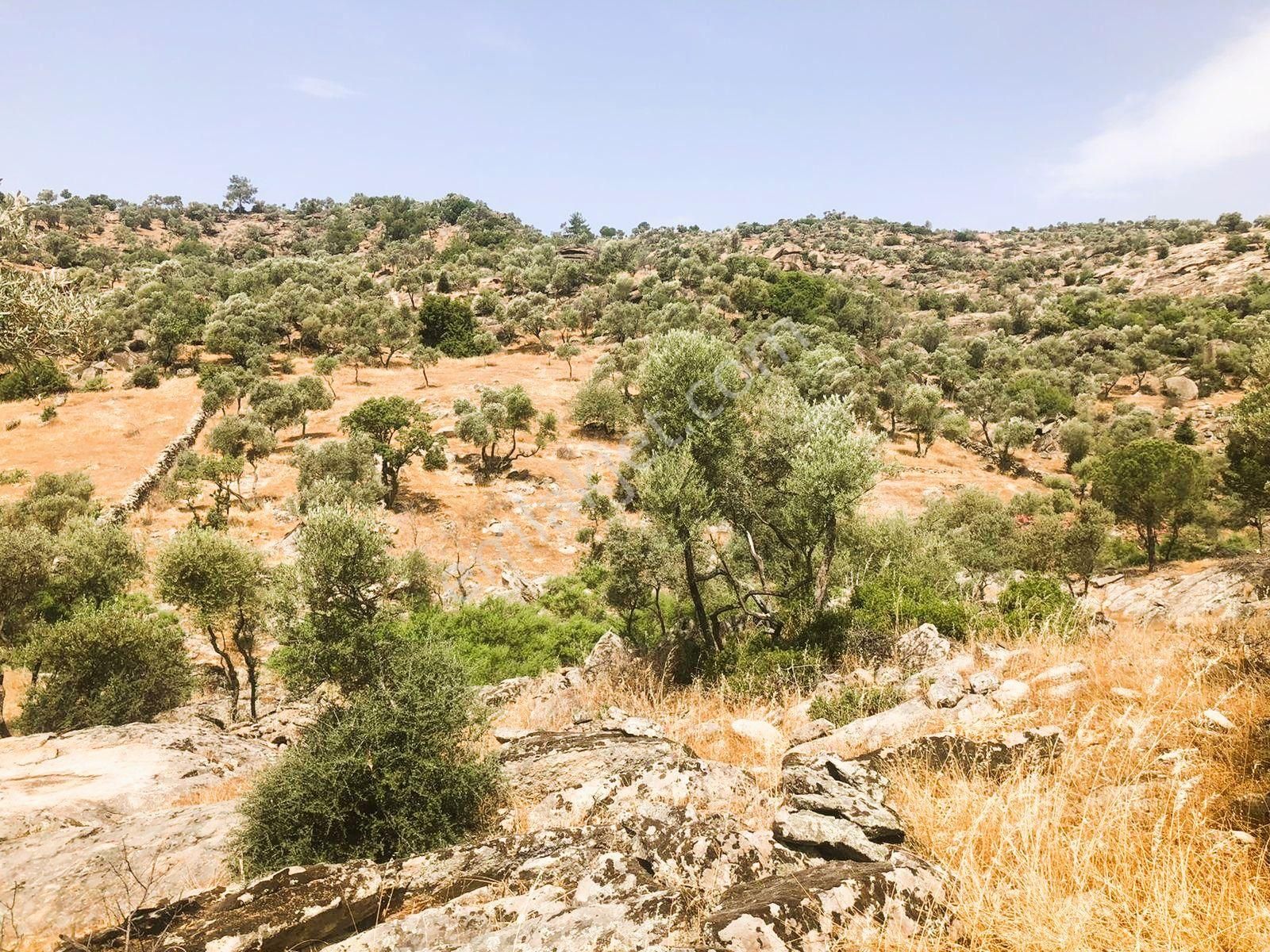 Milas Çomakdağ 17 Dönüm Zeytnlık - Görsel 10