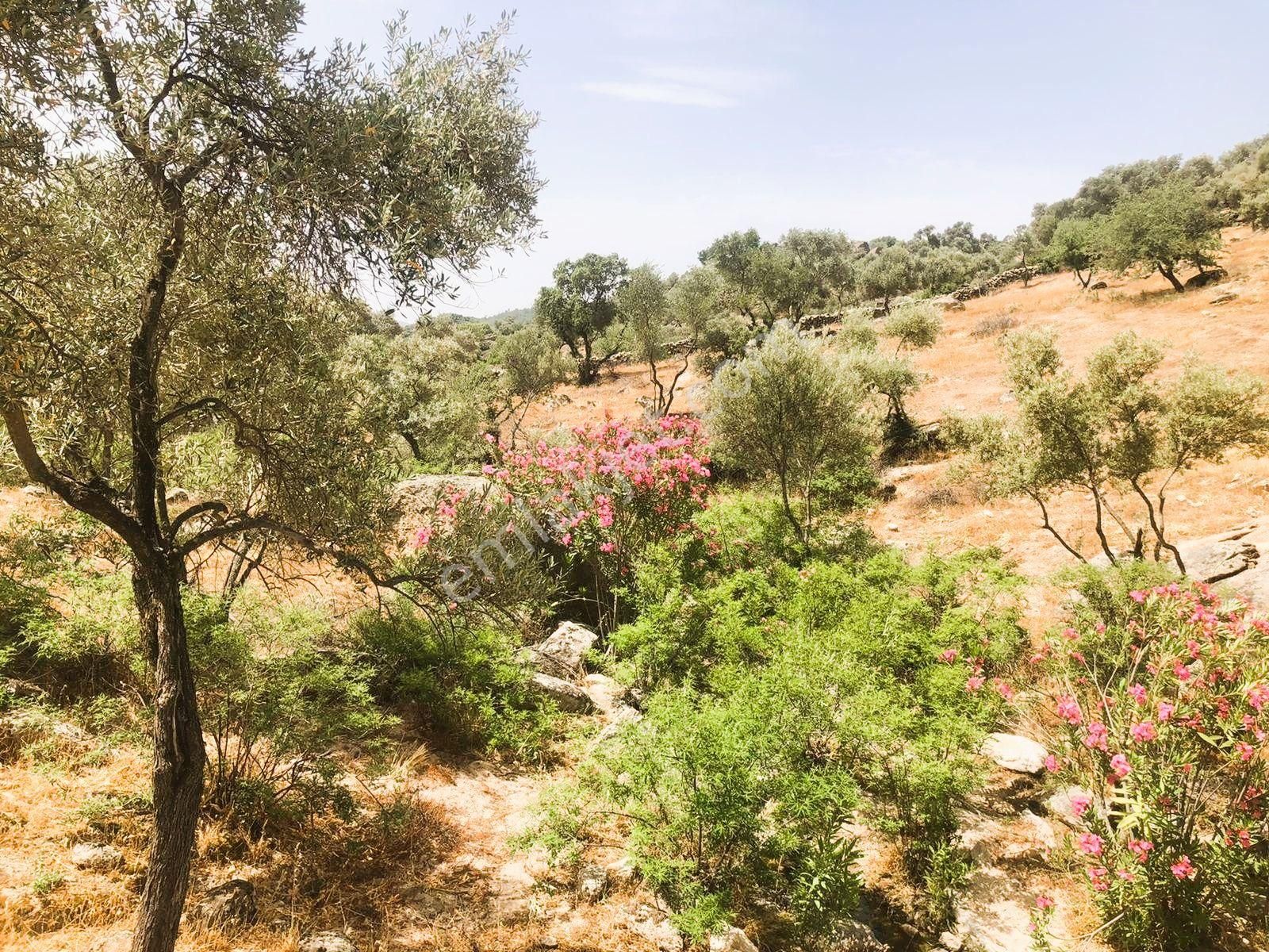 Milas Çomakdağ 17 Dönüm Zeytnlık - Görsel 6