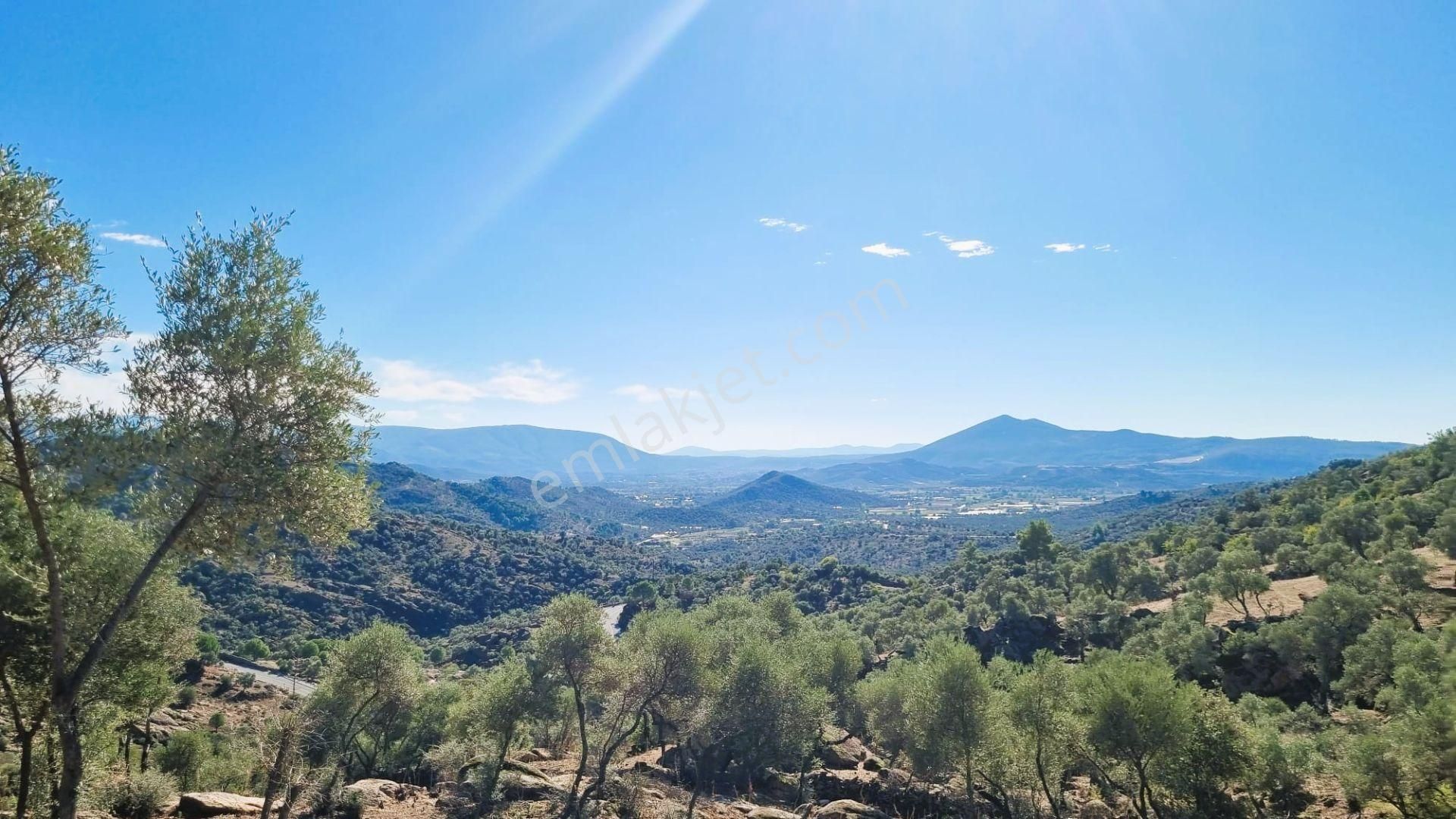 Milas Çomakdağ 17 Dönüm Zeytnlık