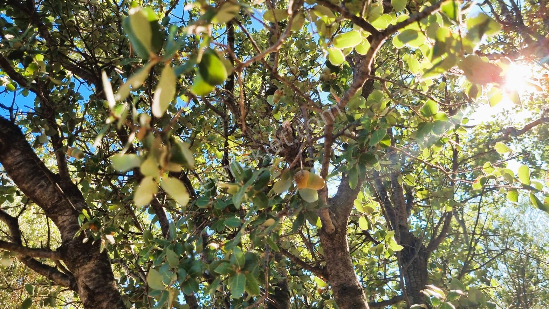 Milas Çomakdağ 17 Dönüm Zeytnlık - Görsel 20