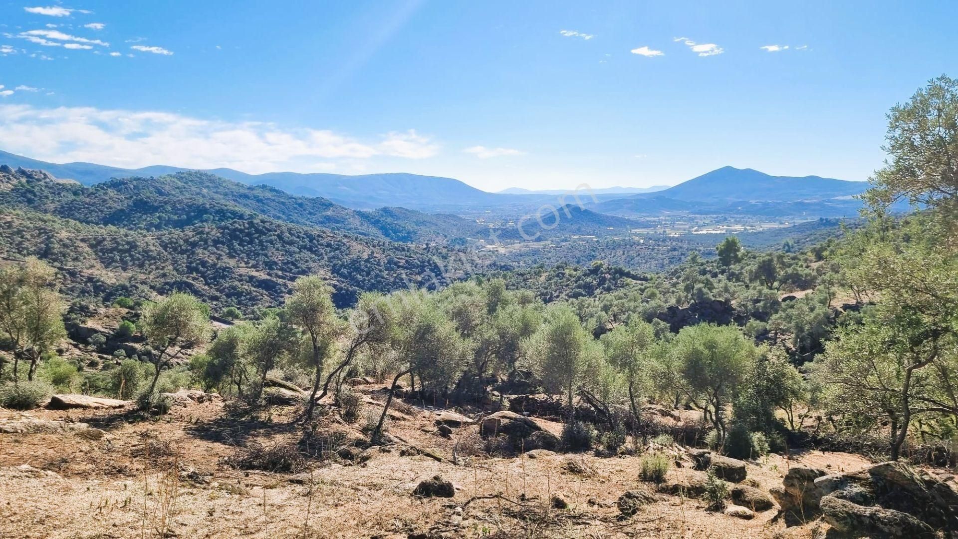 Milas Çomakdağ 17 Dönüm Zeytnlık - Görsel 18