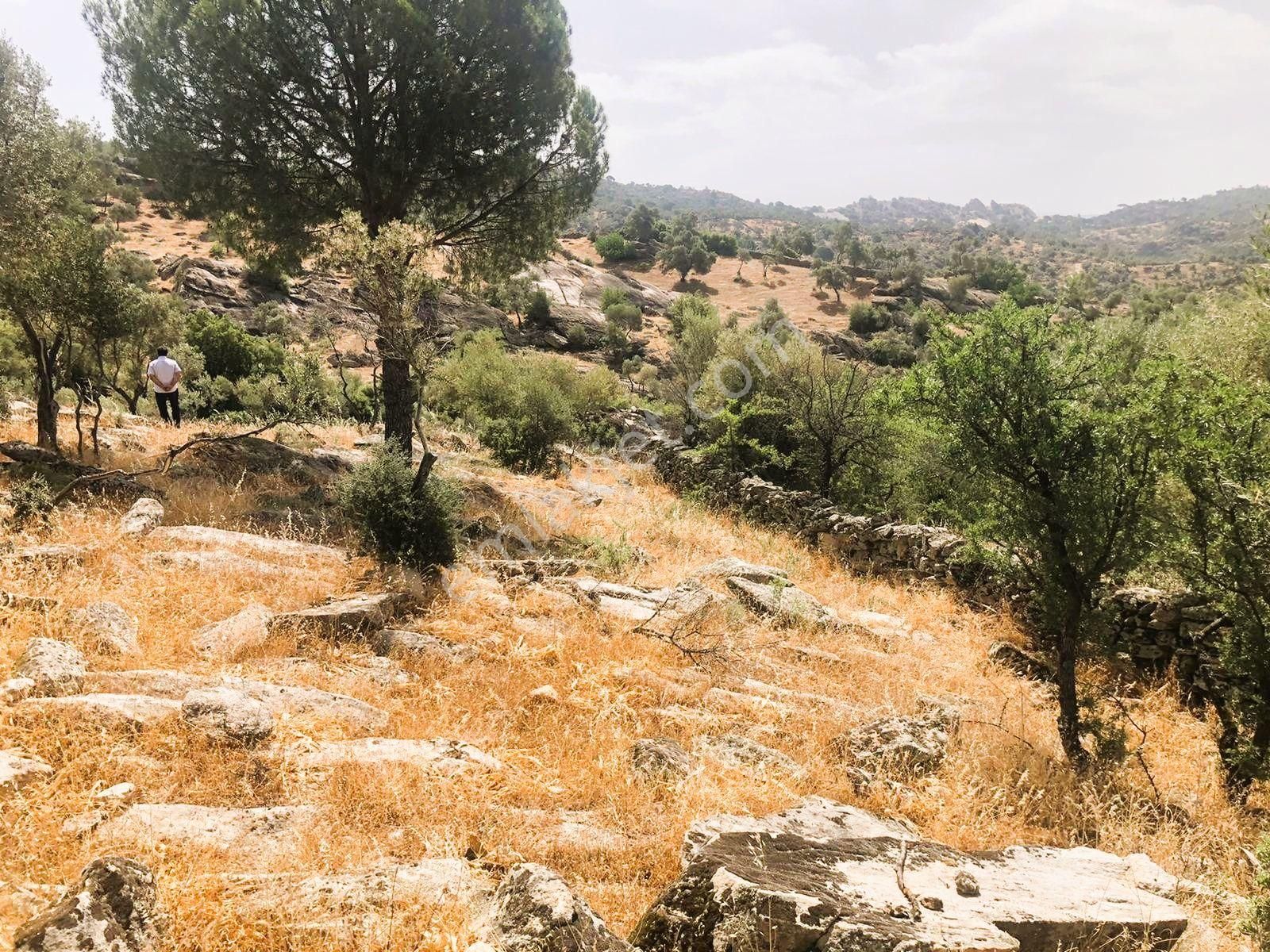 Milas Çomakdağ 17 Dönüm Zeytnlık - Görsel 2