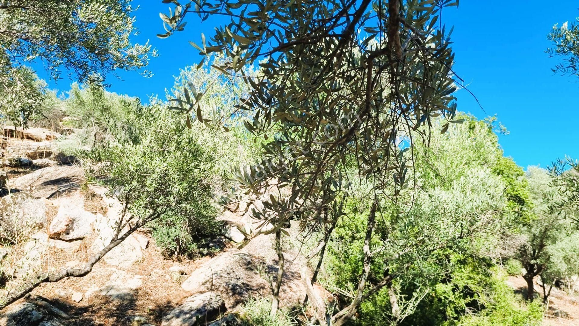 Milas Çomakdağ 17 Dönüm Zeytnlık - Görsel 21